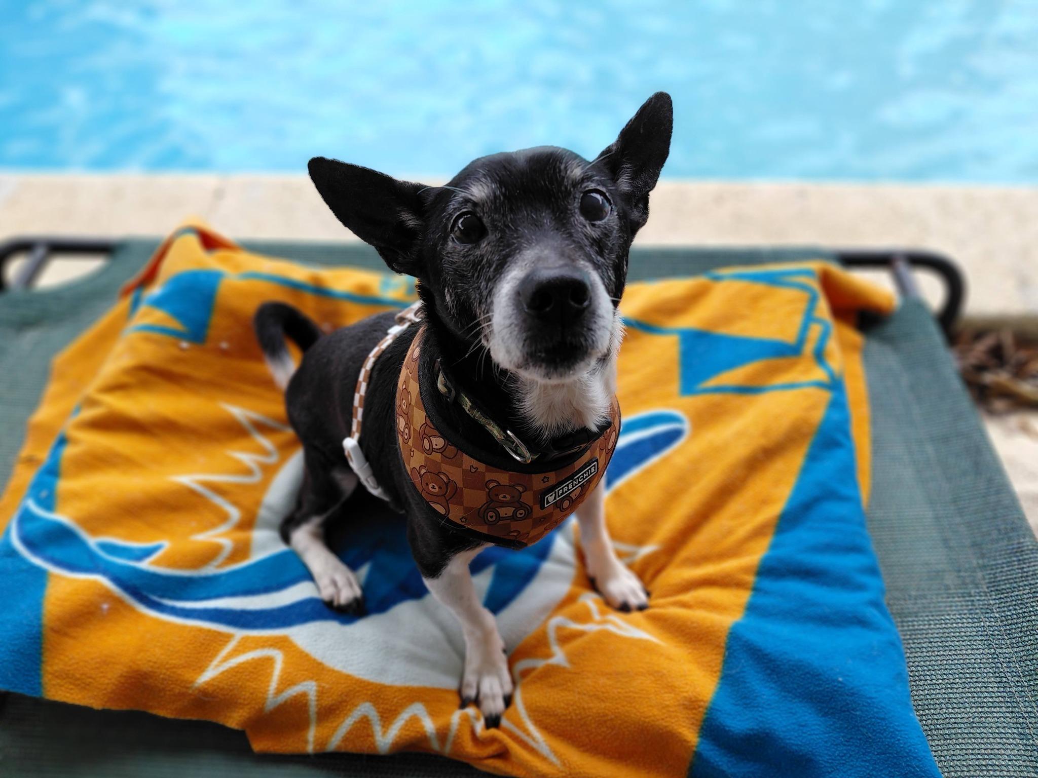 Enlarge Randy, a ADOPTABLE Rat Terrier in Miami, FL image 1/2