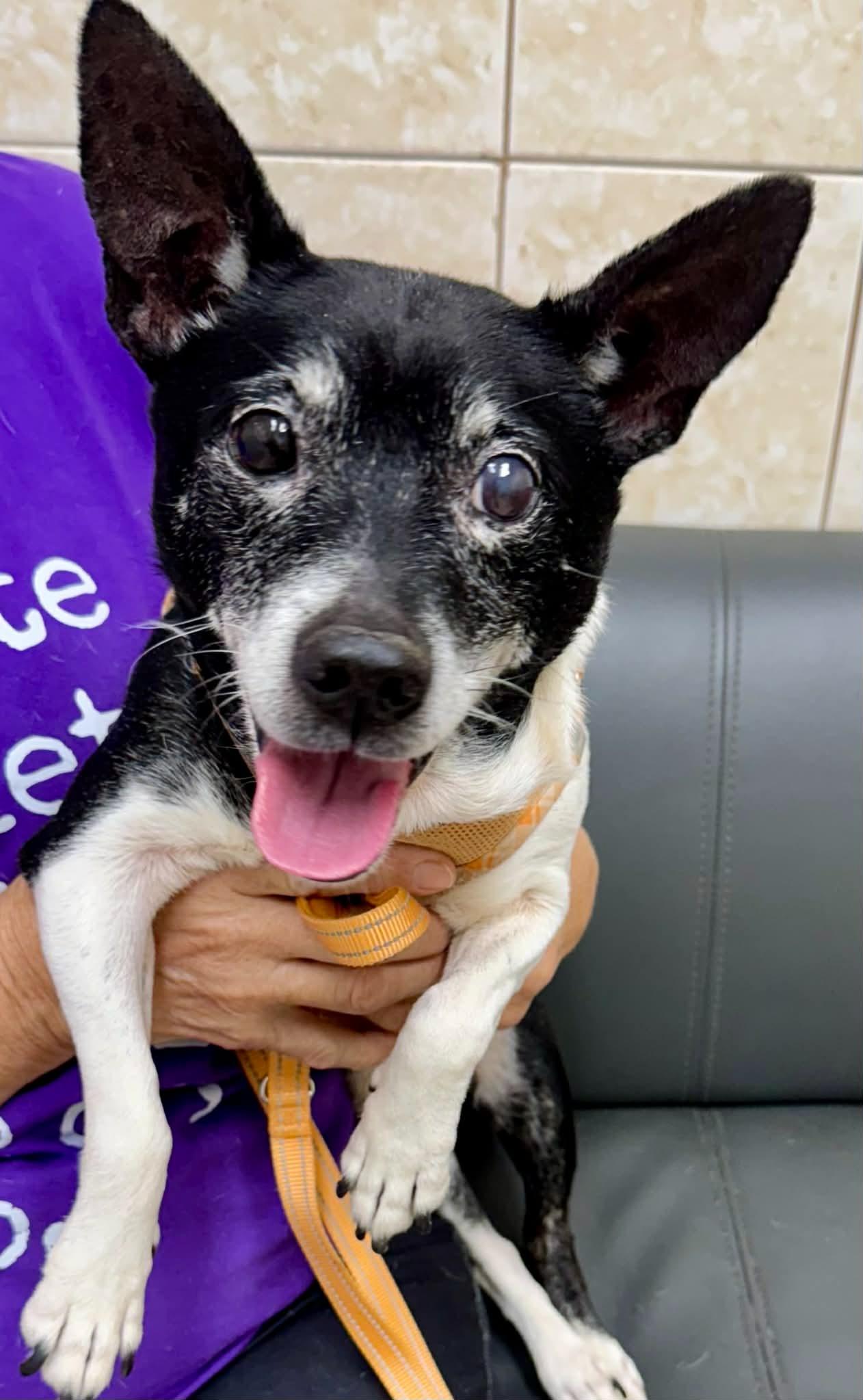 Randy, ADOPTABLE, Adult Male Rat Terrier.