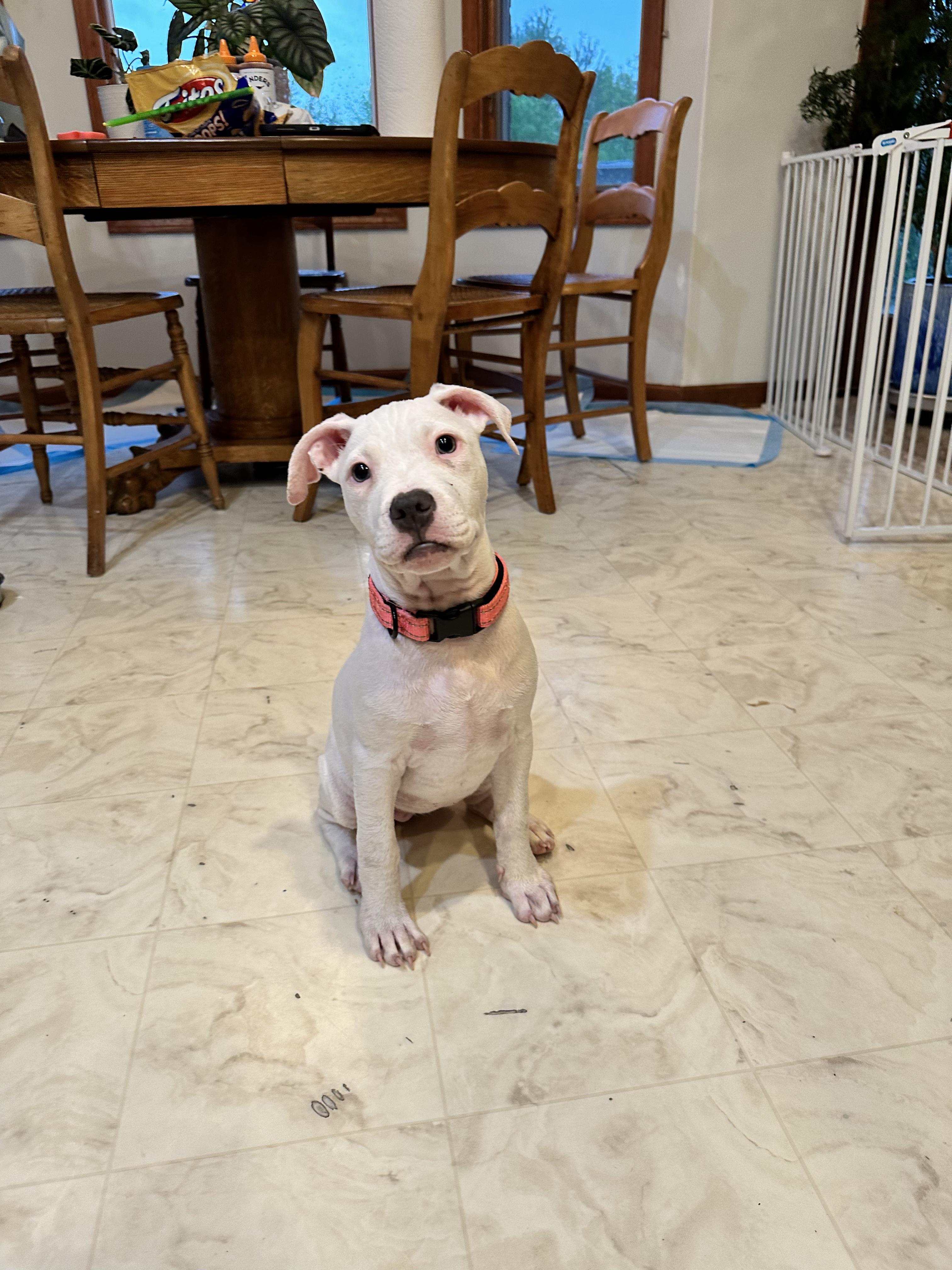 Dottie, Adopted, Puppy Female Pit Bull Terrier.