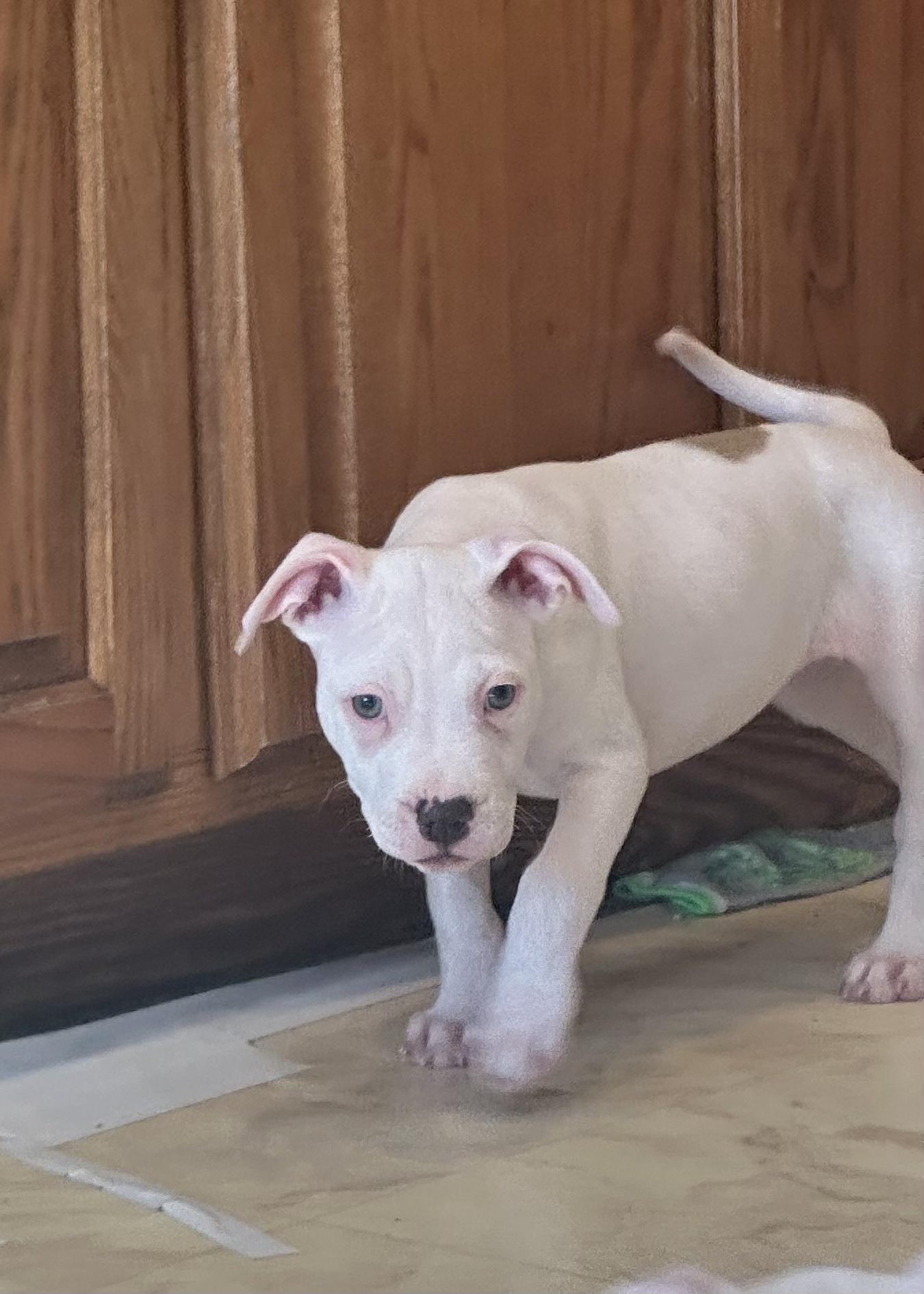 Dottie, a Adopted Pit Bull Terrier in Nashville, TN image 2/2