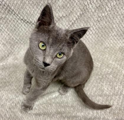 Enlarge Madi, a Adoptable Domestic Short Hair in Gray, LA image 1/1