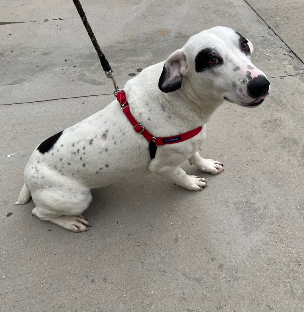 Cotter, a Adoptable mixed breed in Yellville, AR image 1/2