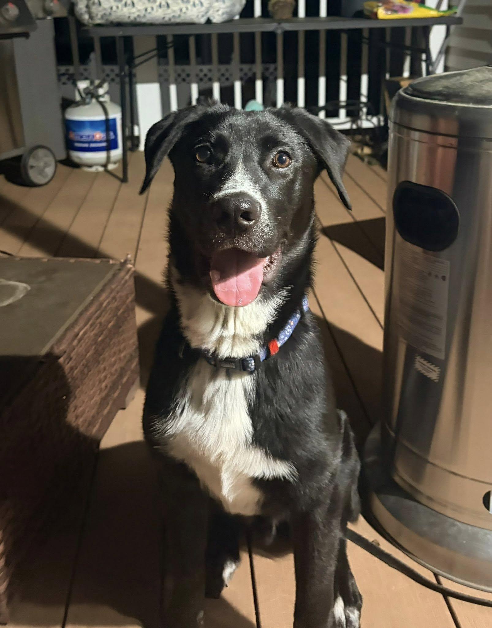 Enlarge Knight, a ADOPTABLE mixed breed in Riverdale, NJ image 3/4