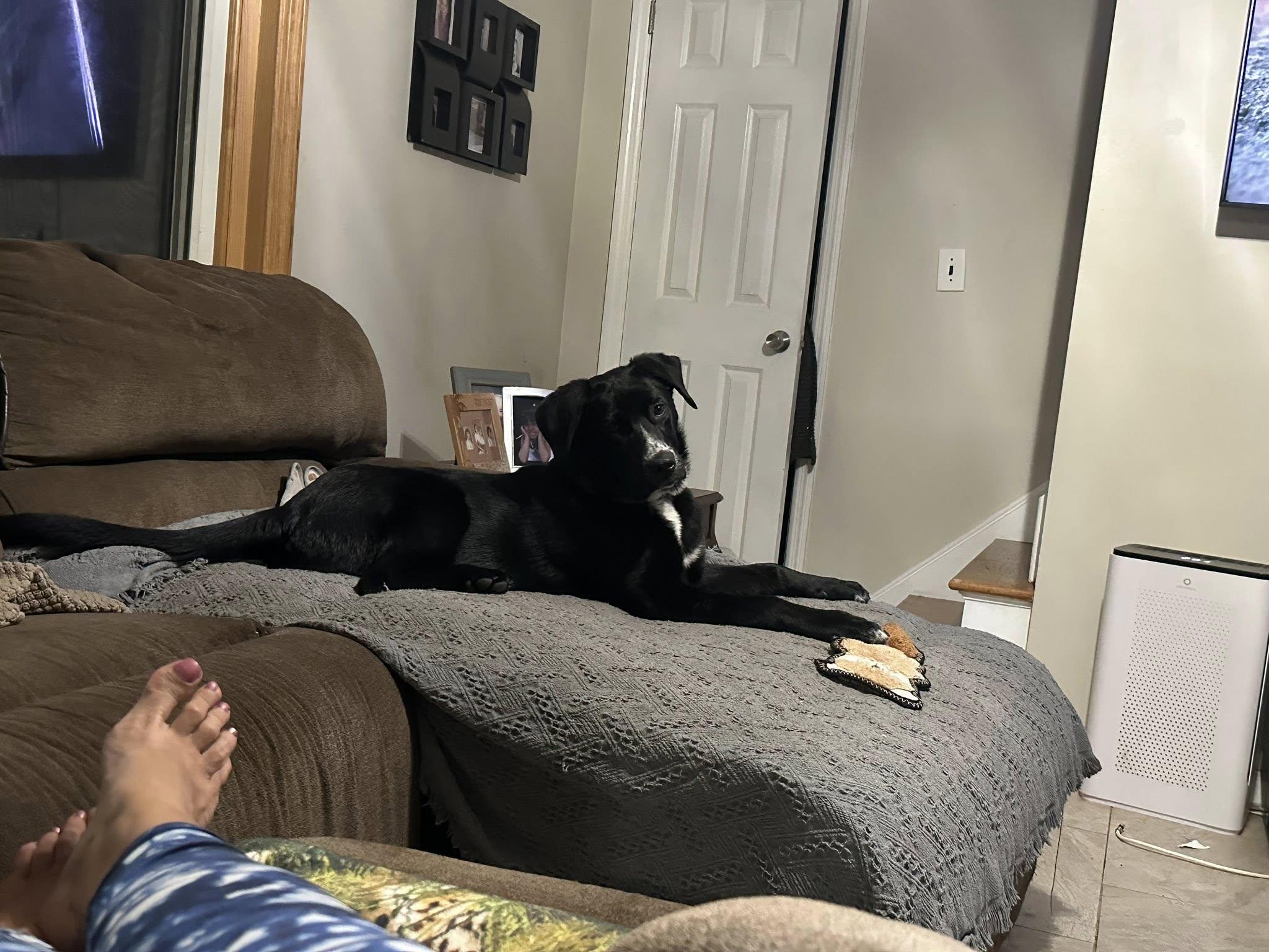 Enlarge Knight, a ADOPTABLE mixed breed in Riverdale, NJ image 4/4