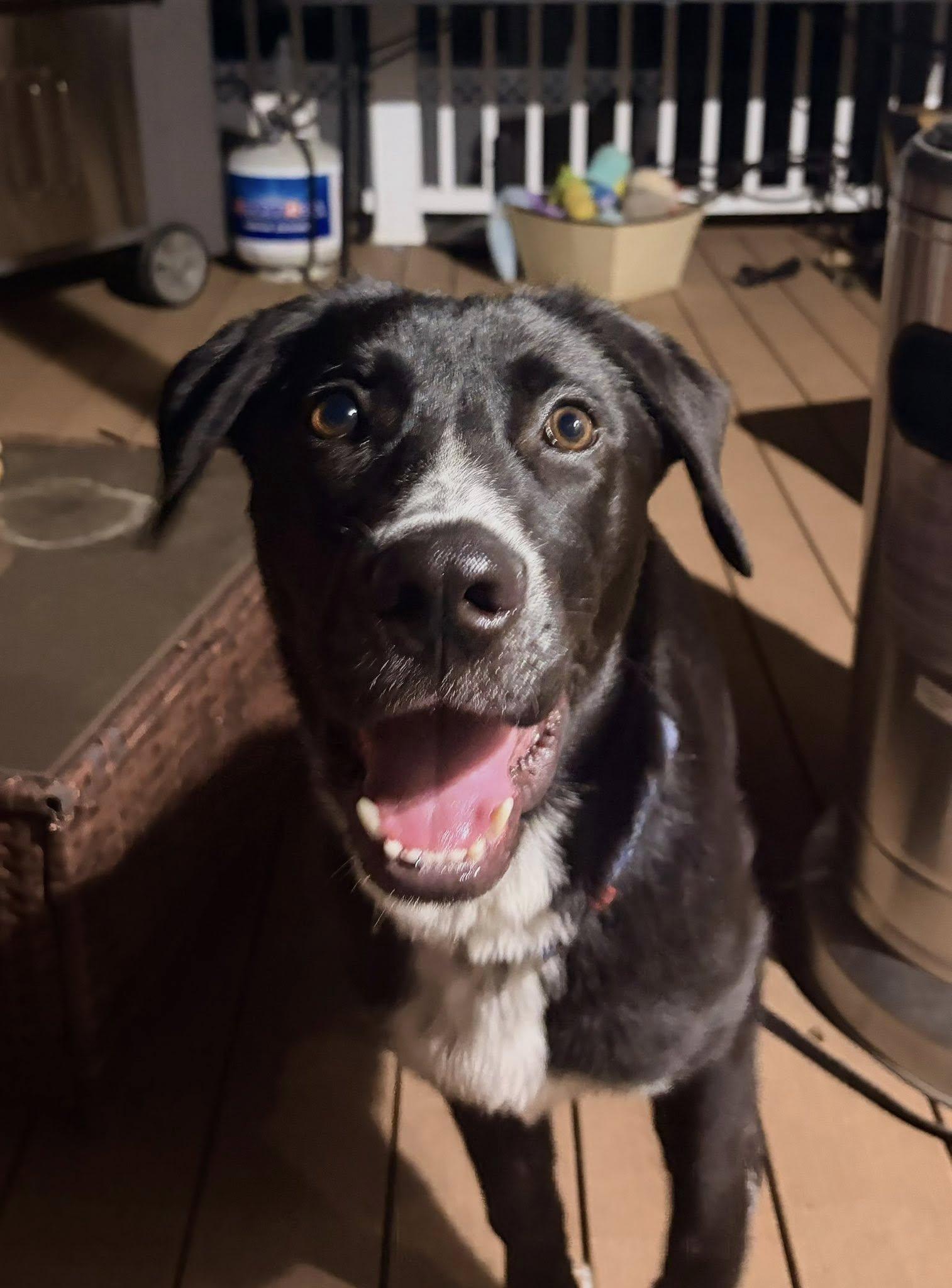 Knight, ADOPTABLE, Young Male Border Collie.