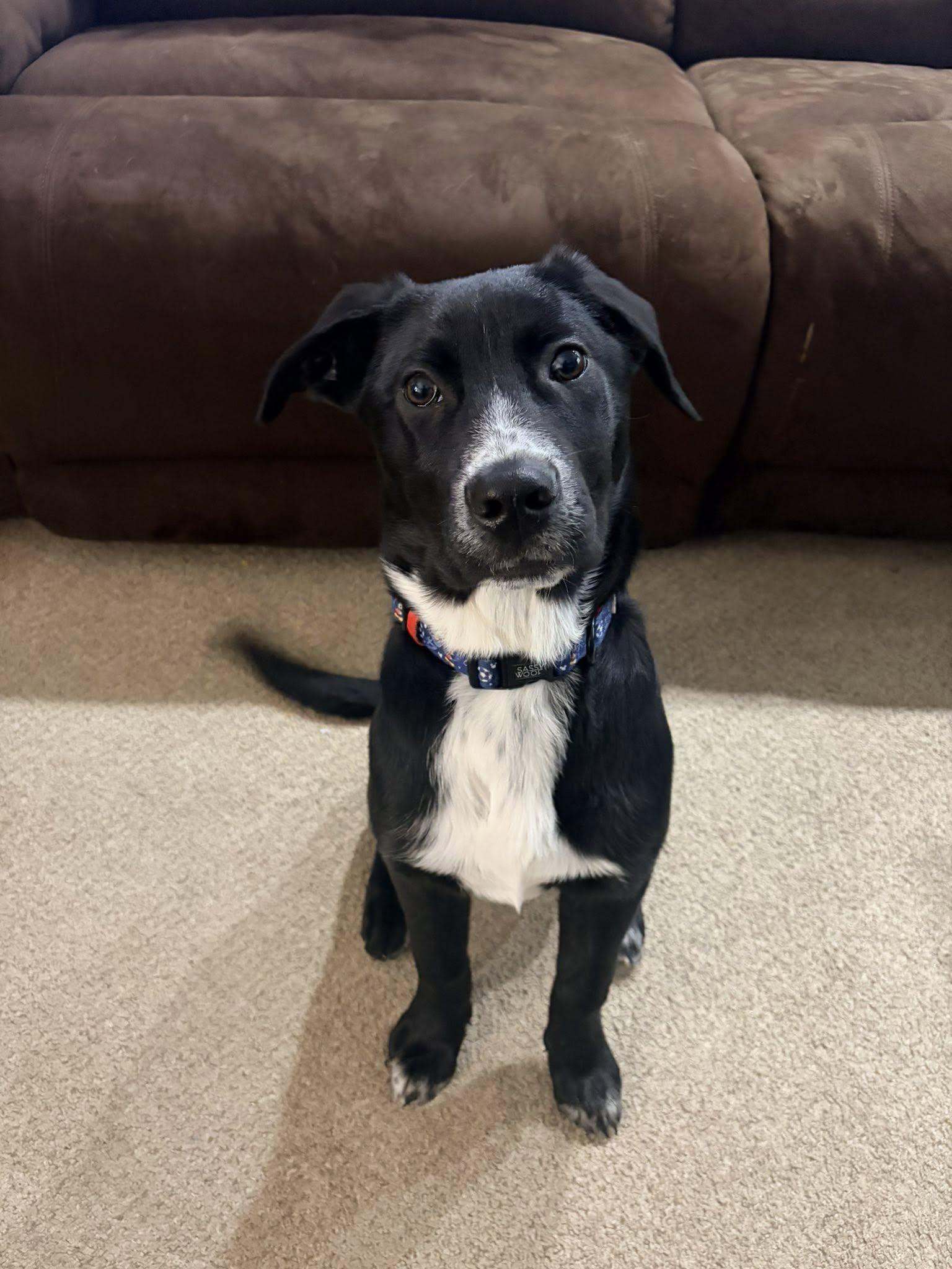 Enlarge Knight, a ADOPTABLE mixed breed in Riverdale, NJ image 1/3