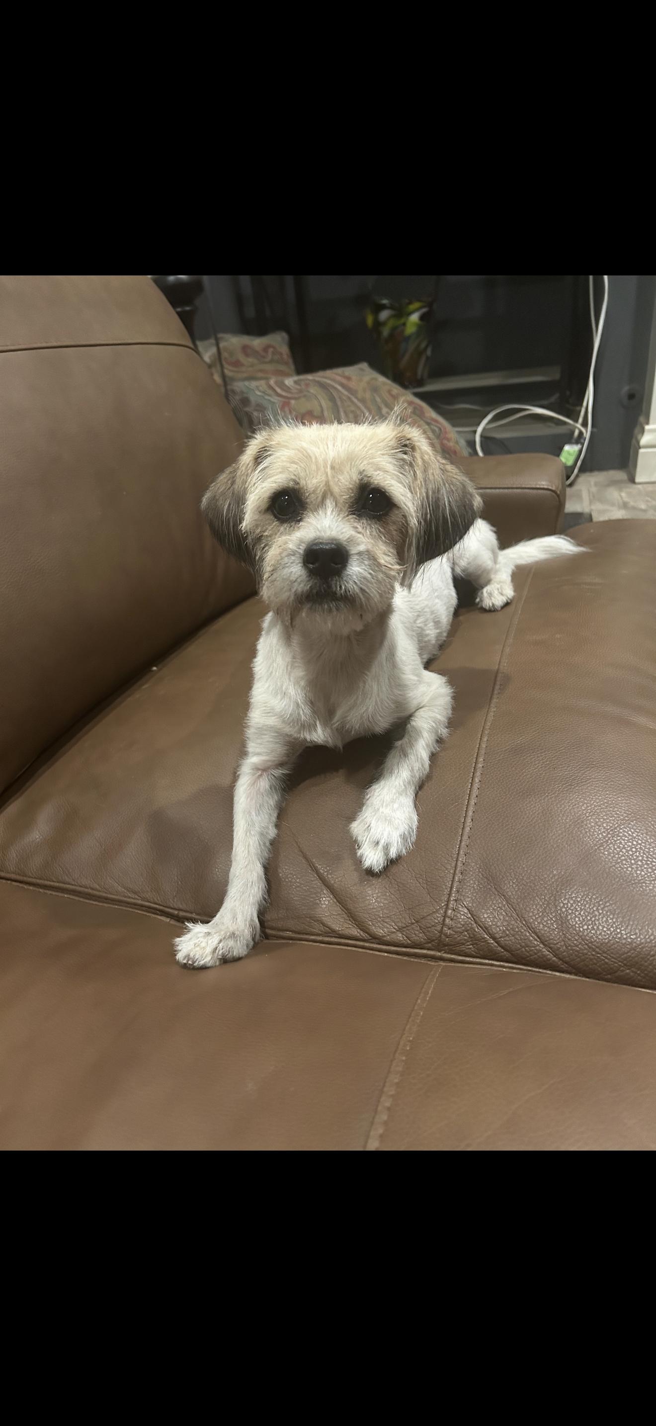 Enlarge Missy - The Sweet One, a Adoptable mixed breed in North Hollywood , CA image 3/4