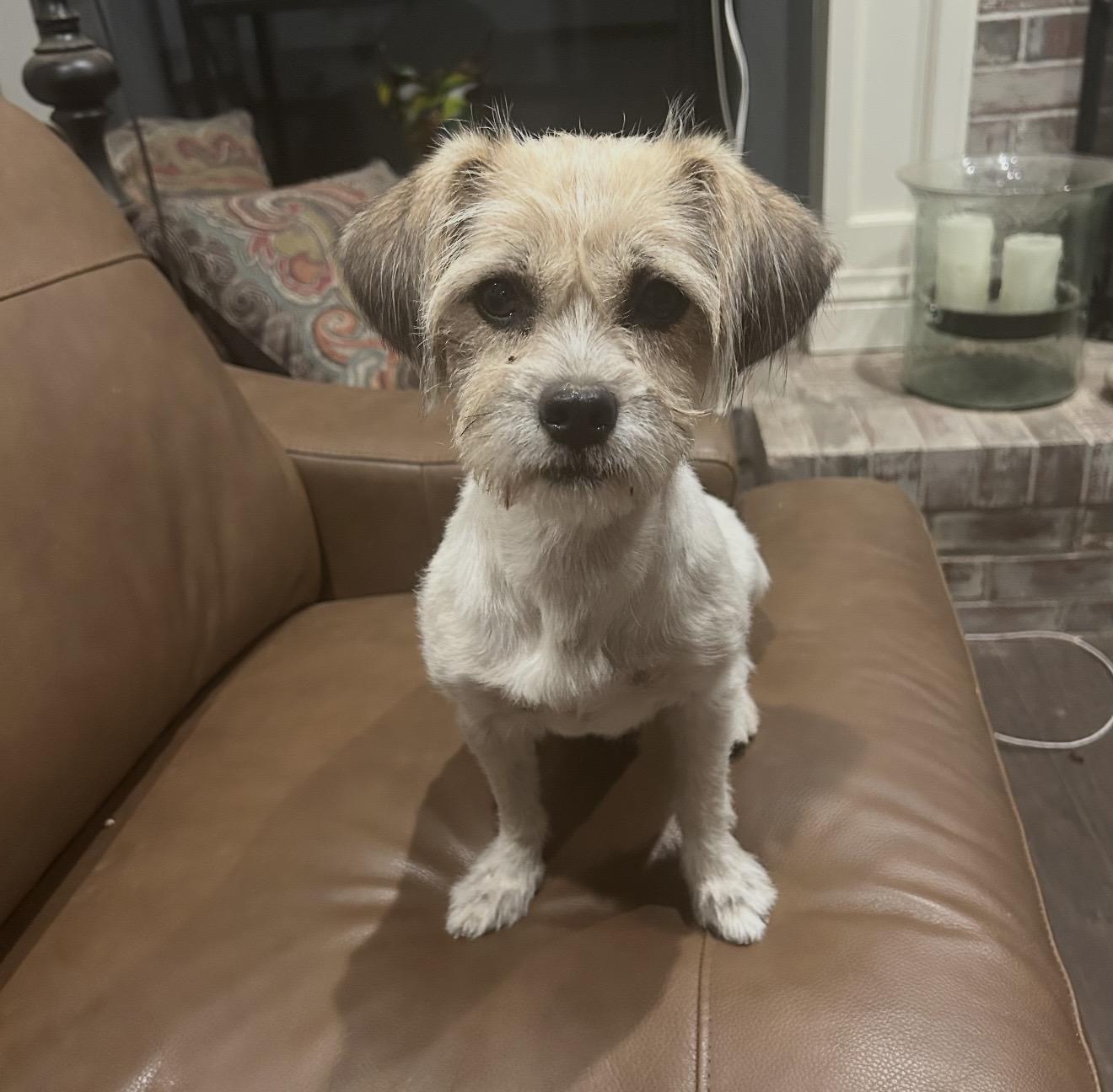 Missy - The Sweet One, Adoptable, Adult Female Shih Tzu & Maltese.