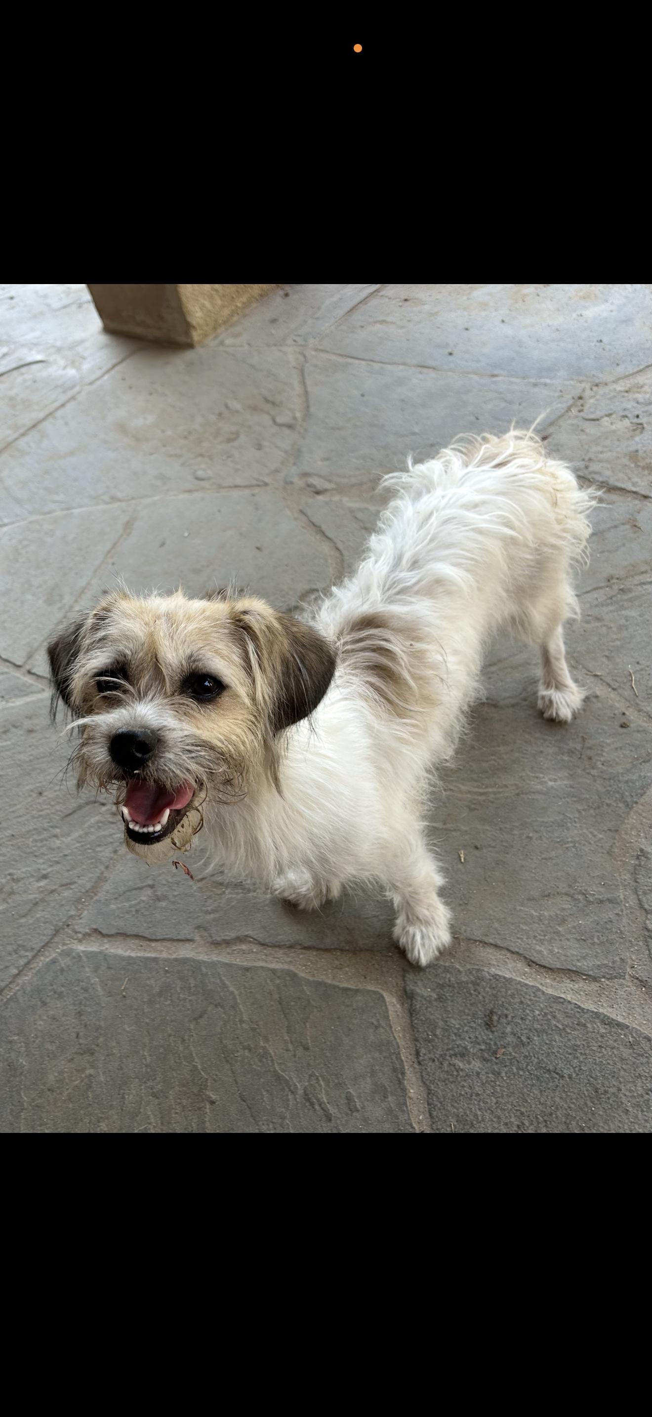 Enlarge Missy - The Sweet One, a Adoptable mixed breed in North Hollywood , CA image 4/4