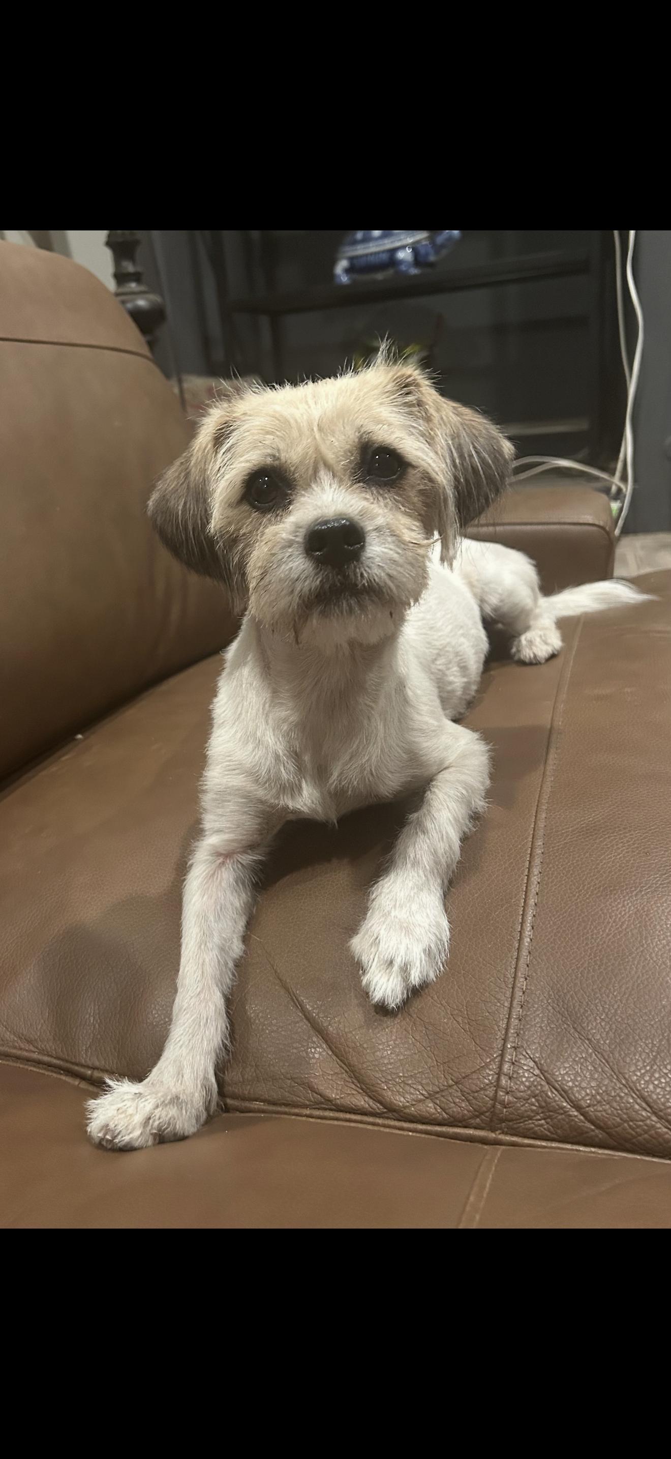 Enlarge Missy - The Sweet One, a Adoptable mixed breed in North Hollywood , CA image 2/4