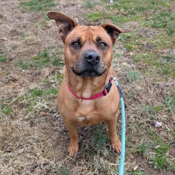 Luka, ADOPTABLE, Adult Female Pit Bull Terrier.