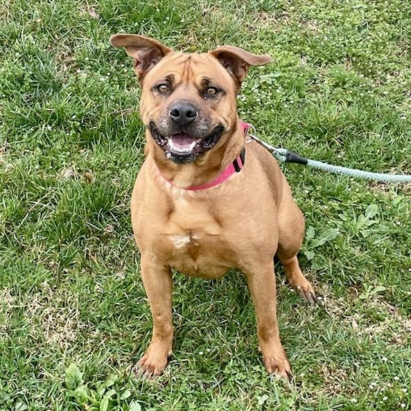 Enlarge Luka, a ADOPTABLE mixed breed in Maysville, KY image 1/2
