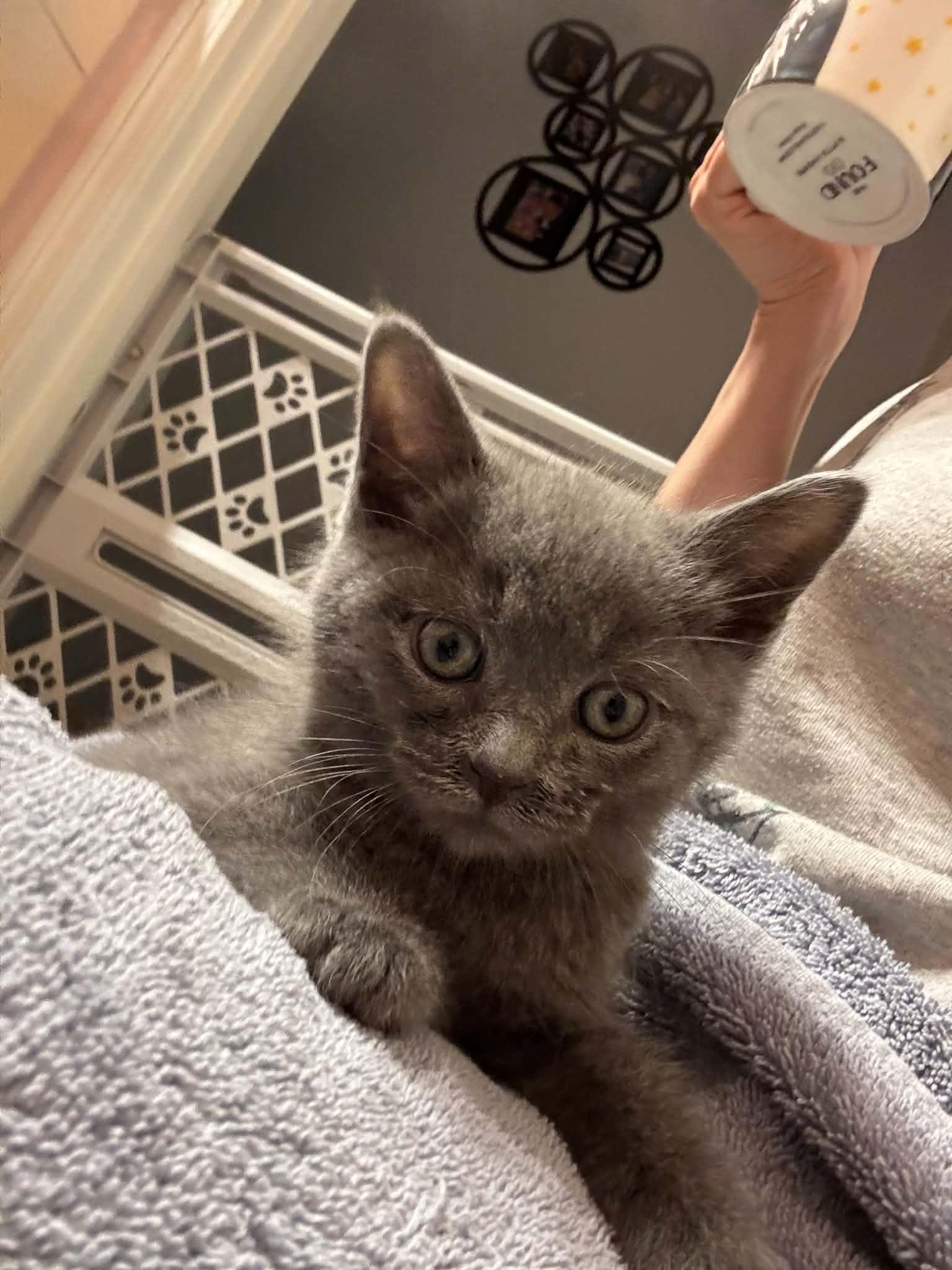 Taka, an adopted Domestic Short Hair in Milwaukee, WI image 3/4