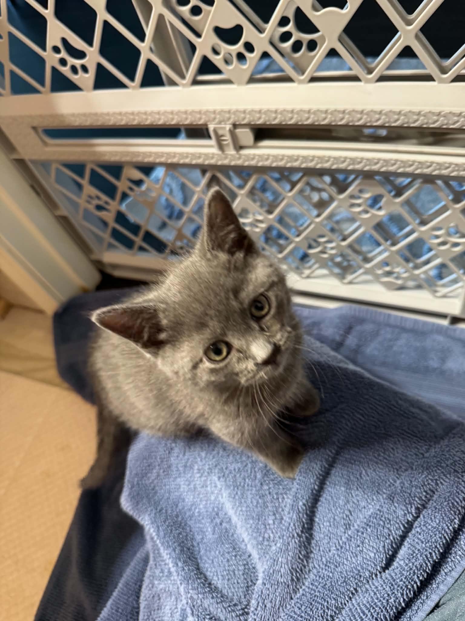 Taka, an adopted Domestic Short Hair in Milwaukee, WI image 4/4