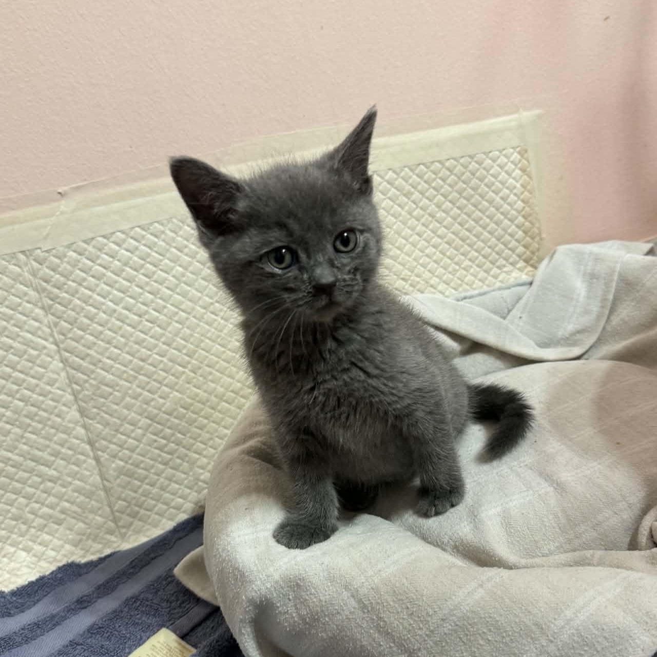 Taka, adopted, Kitten Male Domestic Short Hair.