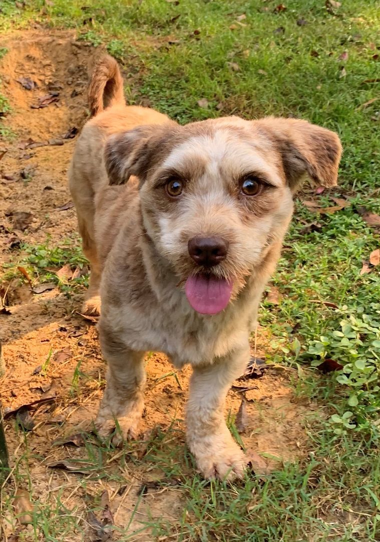 Enlarge Cosmo, an adoptable Mixed Breed in Meridian, MS image 2/6