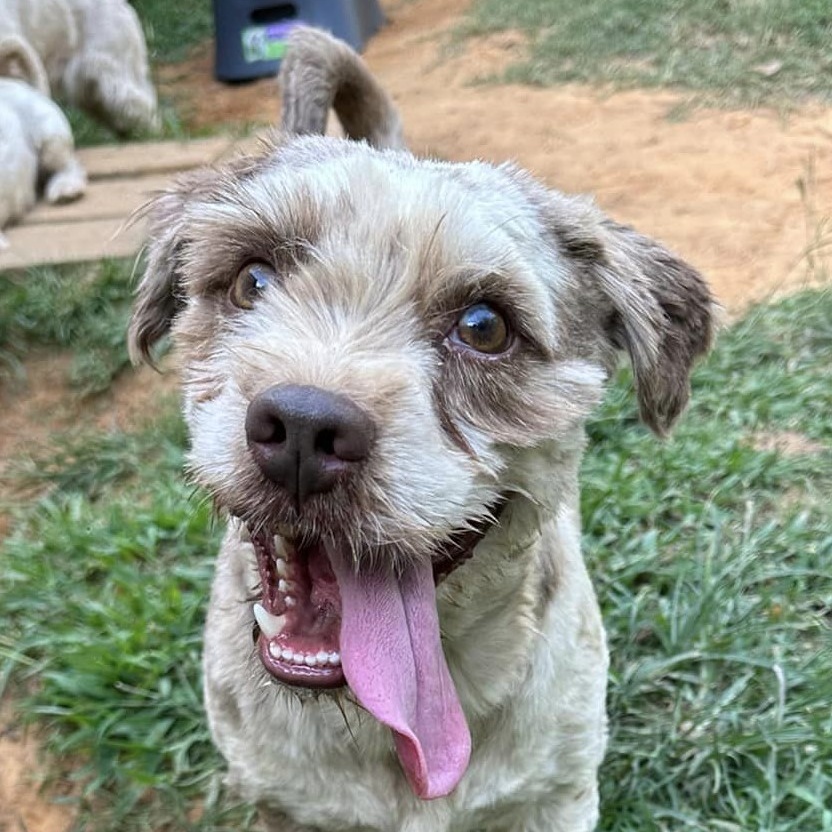 Enlarge Cosmo, an adoptable Mixed Breed in Meridian, MS image 1/6