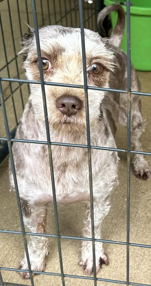 Enlarge Cosmo, an adoptable Mixed Breed in Meridian, MS image 6/6