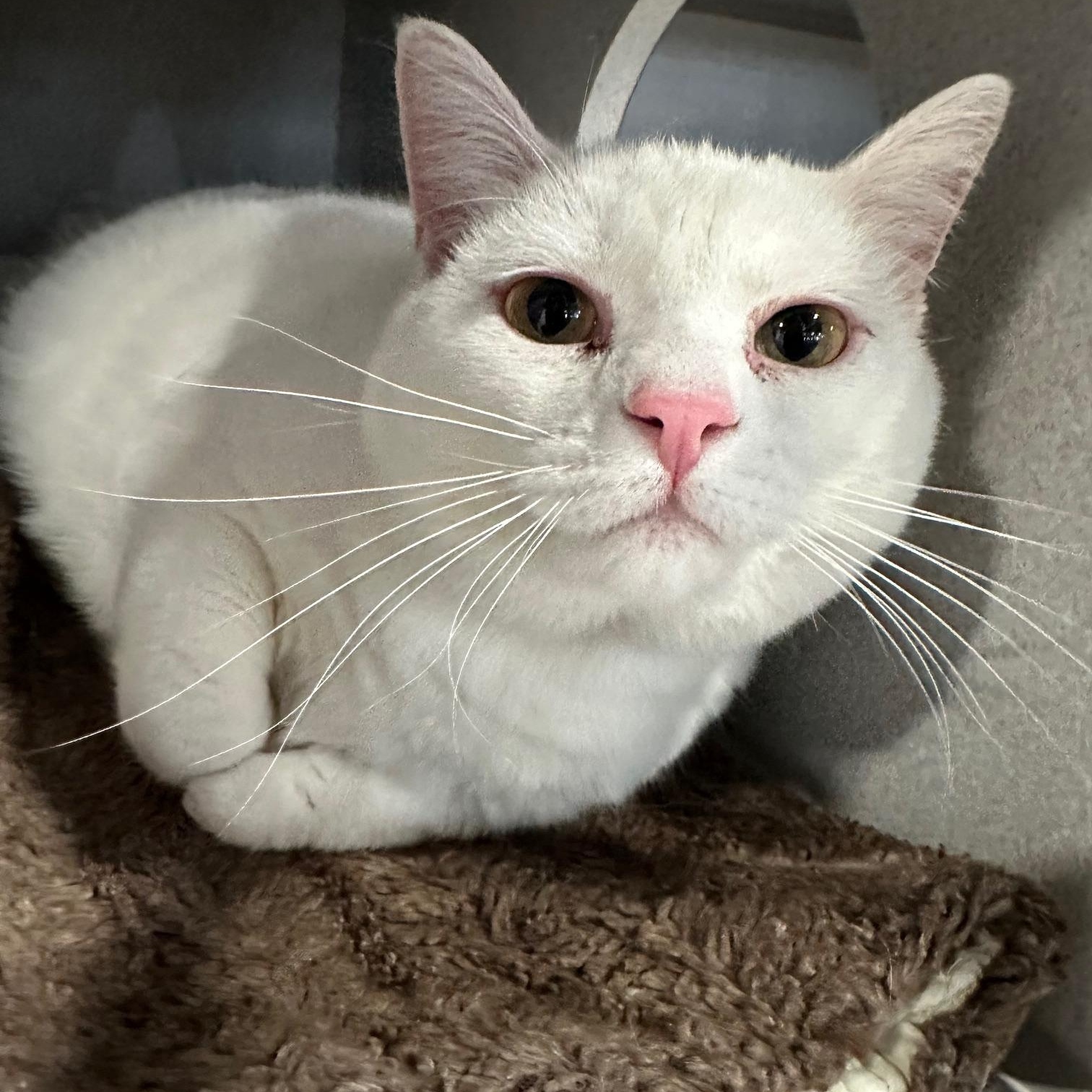 Enlarge Yeti Spaghetti, a ADOPTABLE Domestic Short Hair in Webster City, IA image 1/1