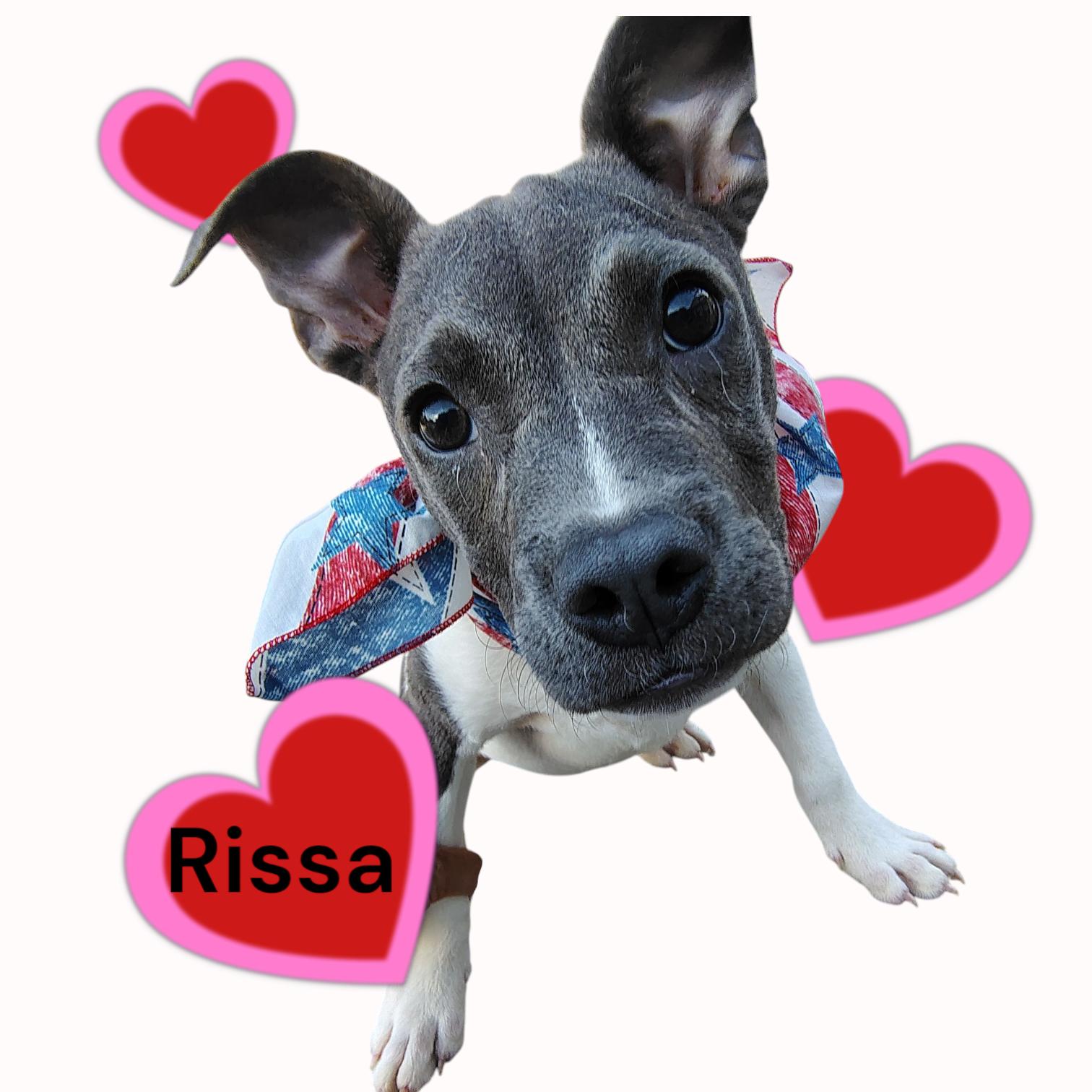 Rissa