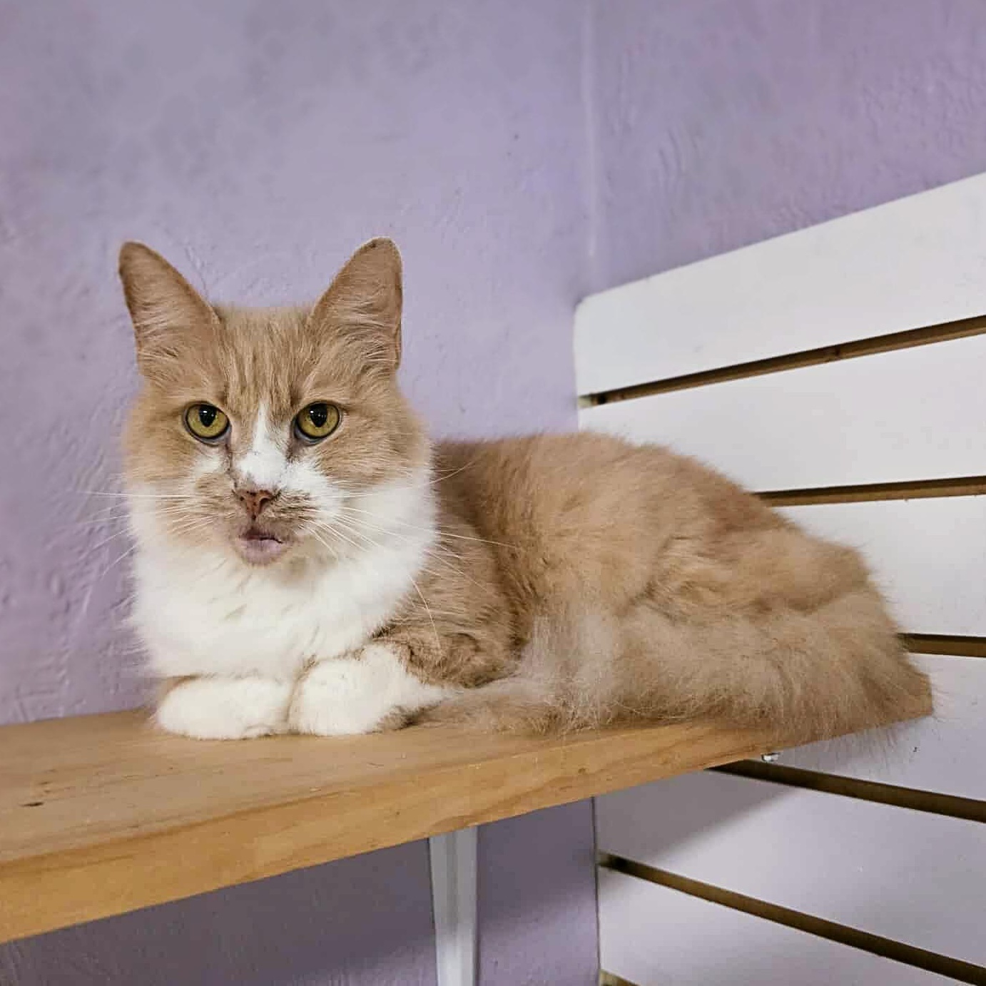 Major Babydoll, a Adoptable mixed breed in Shippenville, PA image 4/6