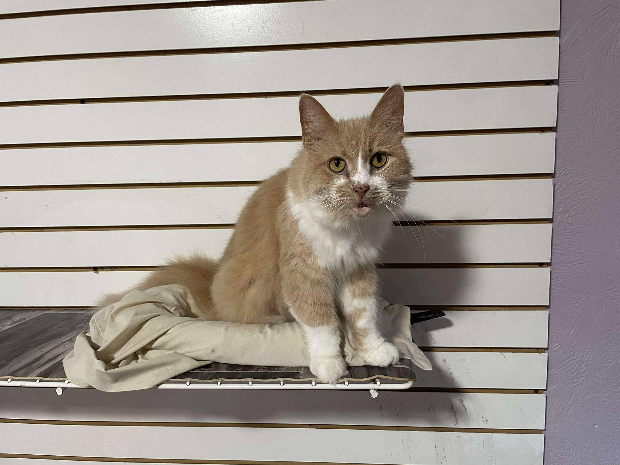 Major Babydoll, a Adoptable mixed breed in Shippenville, PA image 6/6