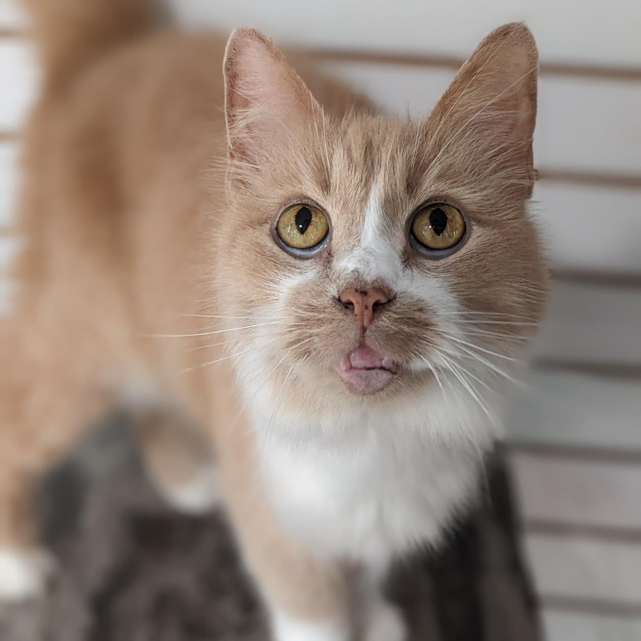 Major Babydoll, Adoptable, Senior Female Tabby & Domestic Long Hair.