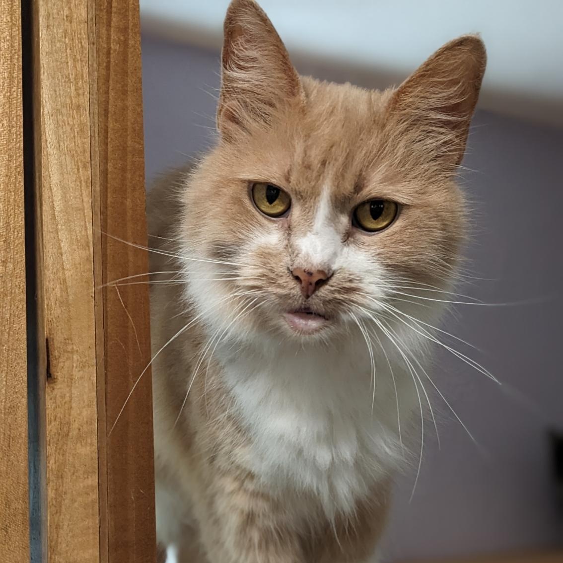Major Babydoll, a Adoptable mixed breed in Shippenville, PA image 3/6