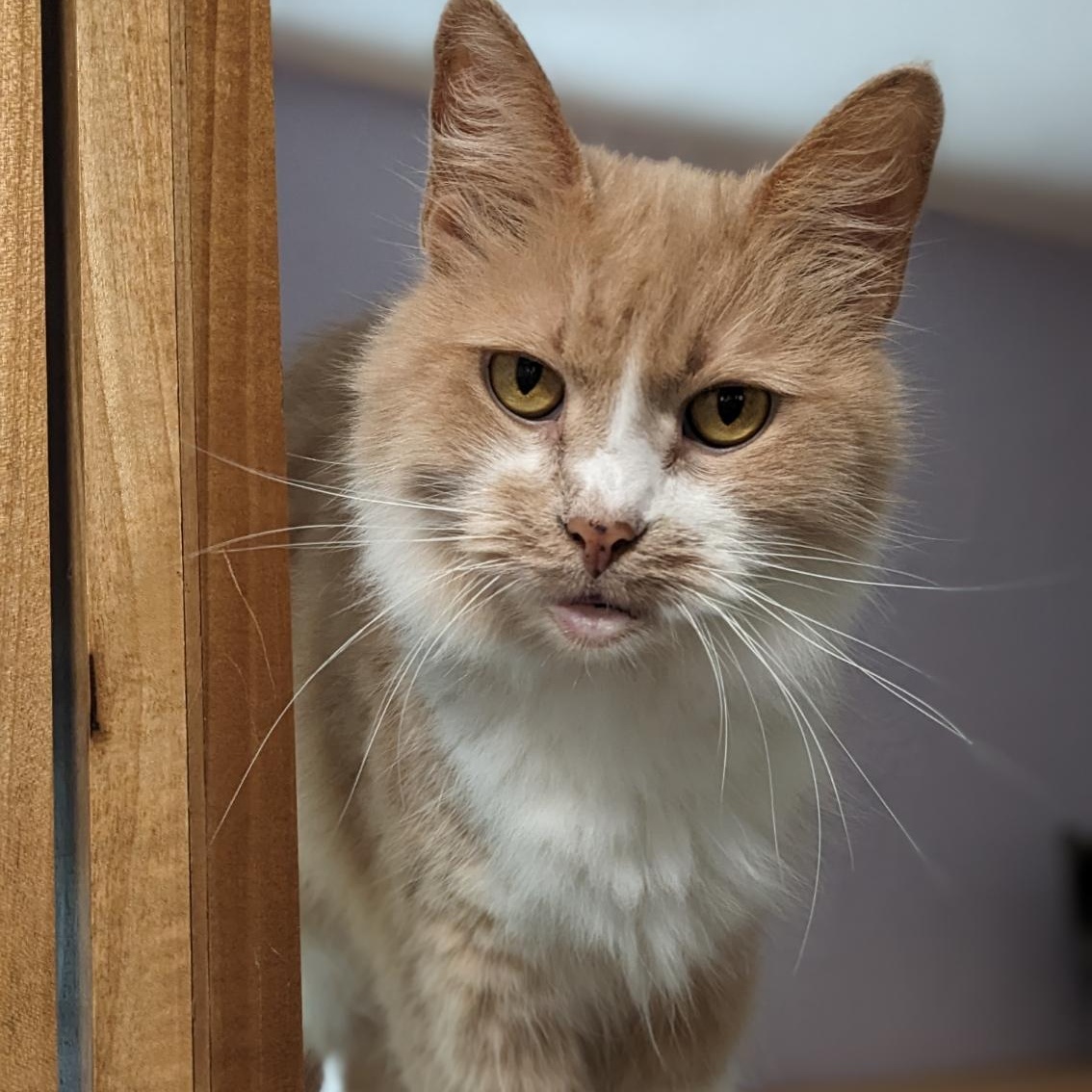 Major Babydoll, a Adoptable mixed breed in Shippenville, PA image 5/6