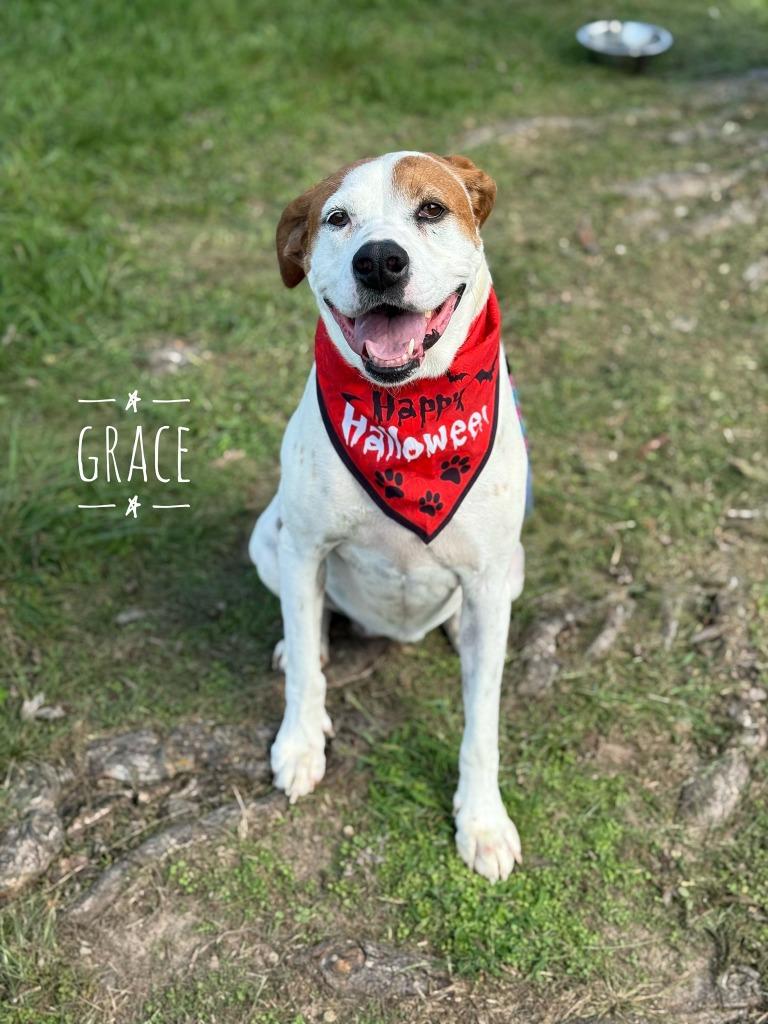 Grace, Adoptable, Adult Female English Pointer.