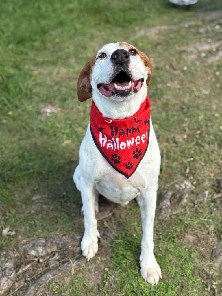 Enlarge Grace, a Adoptable English Pointer in Carthage, MO image 2/2