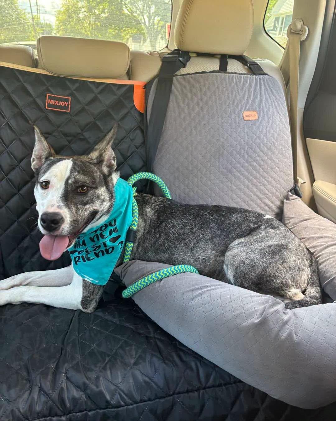 Enlarge Edna, a Adoptable mixed breed in Oxford, MI image 2/6