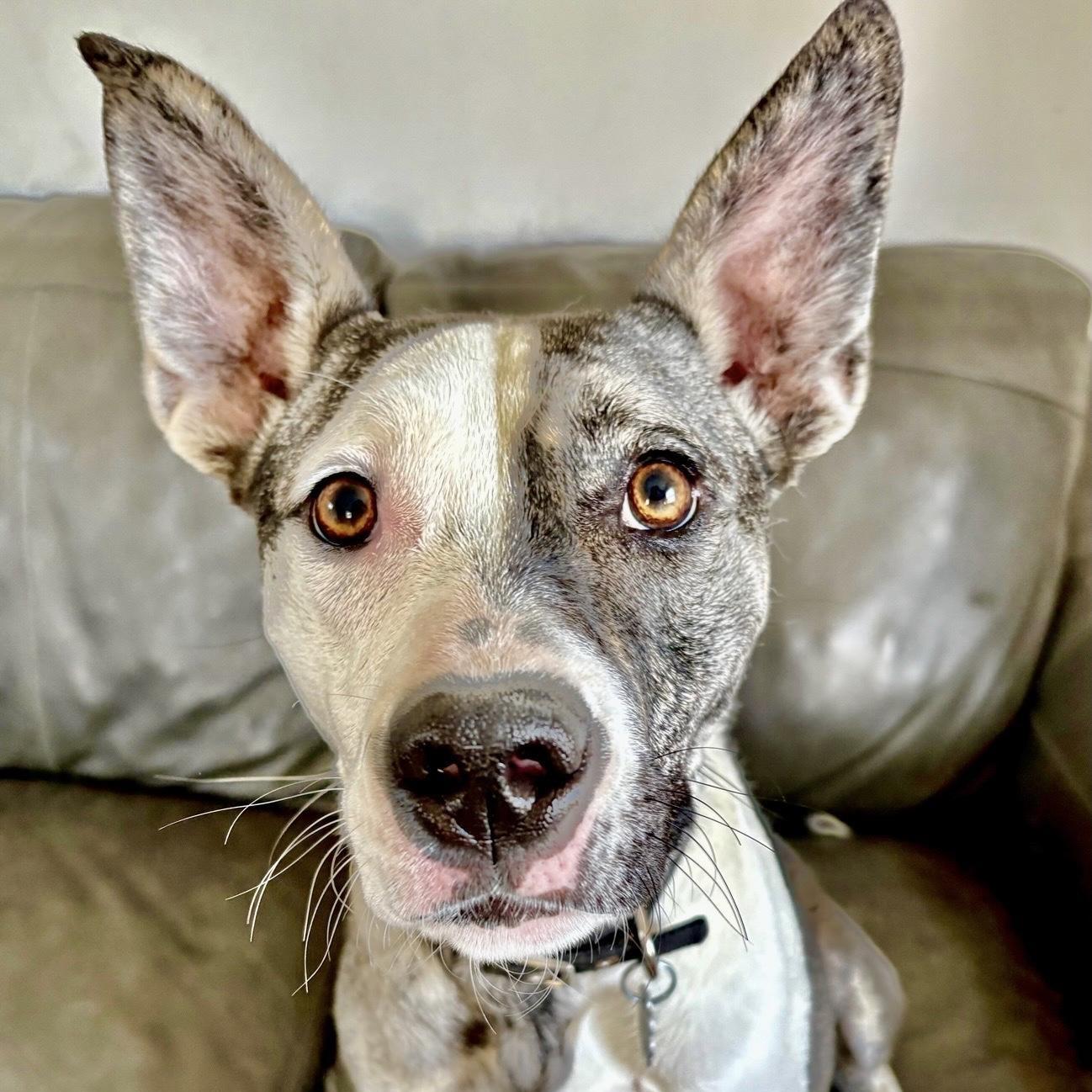 Edna, Adoptable, Young Female Husky & Mixed Breed.