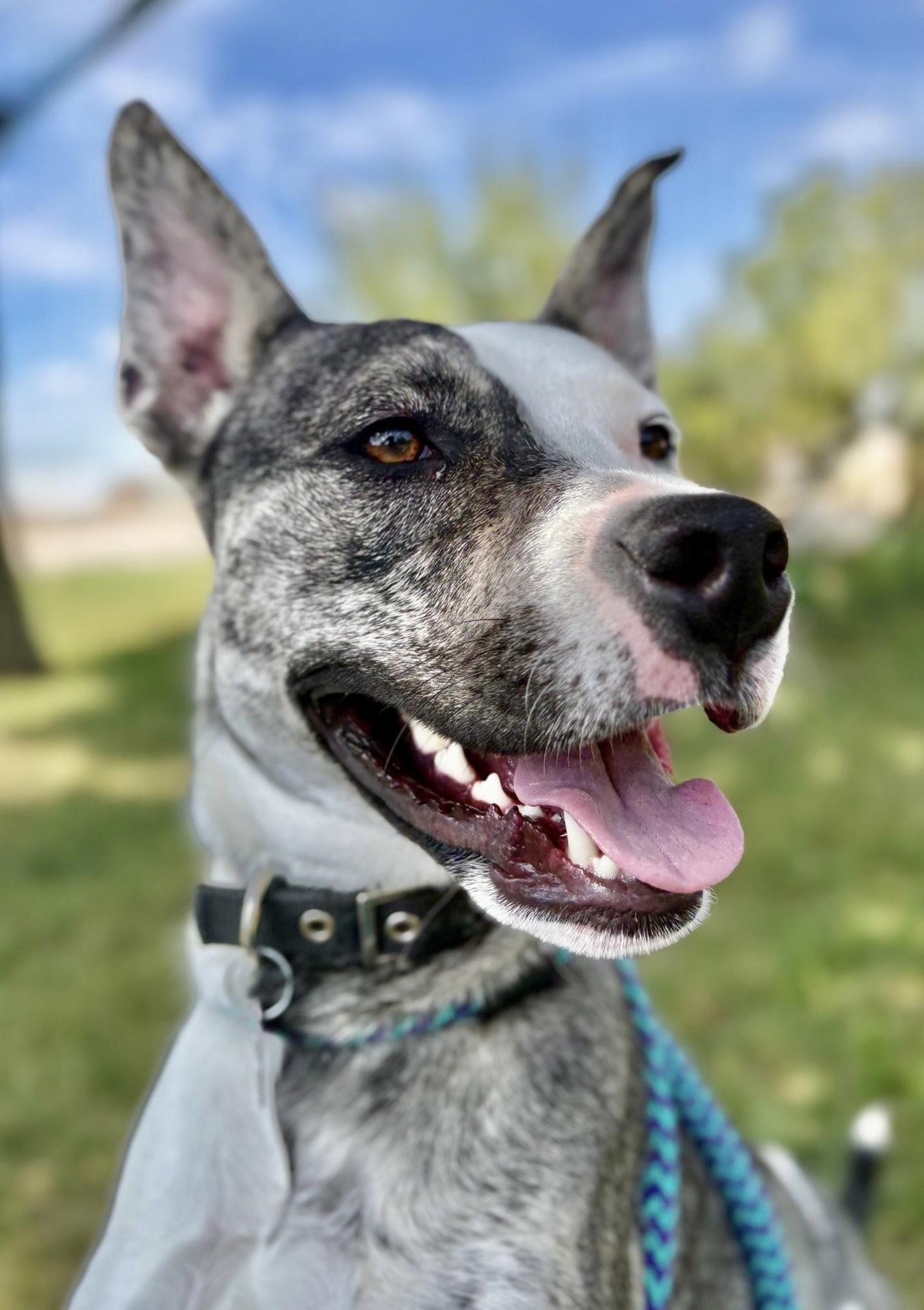 Enlarge Edna, a Adoptable mixed breed in Oxford, MI image 3/6