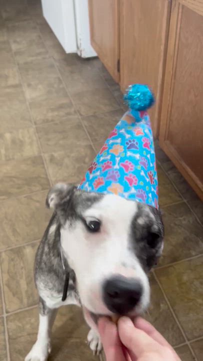 Enlarge Edna, a Adoptable mixed breed in Oxford, MI video 6/6