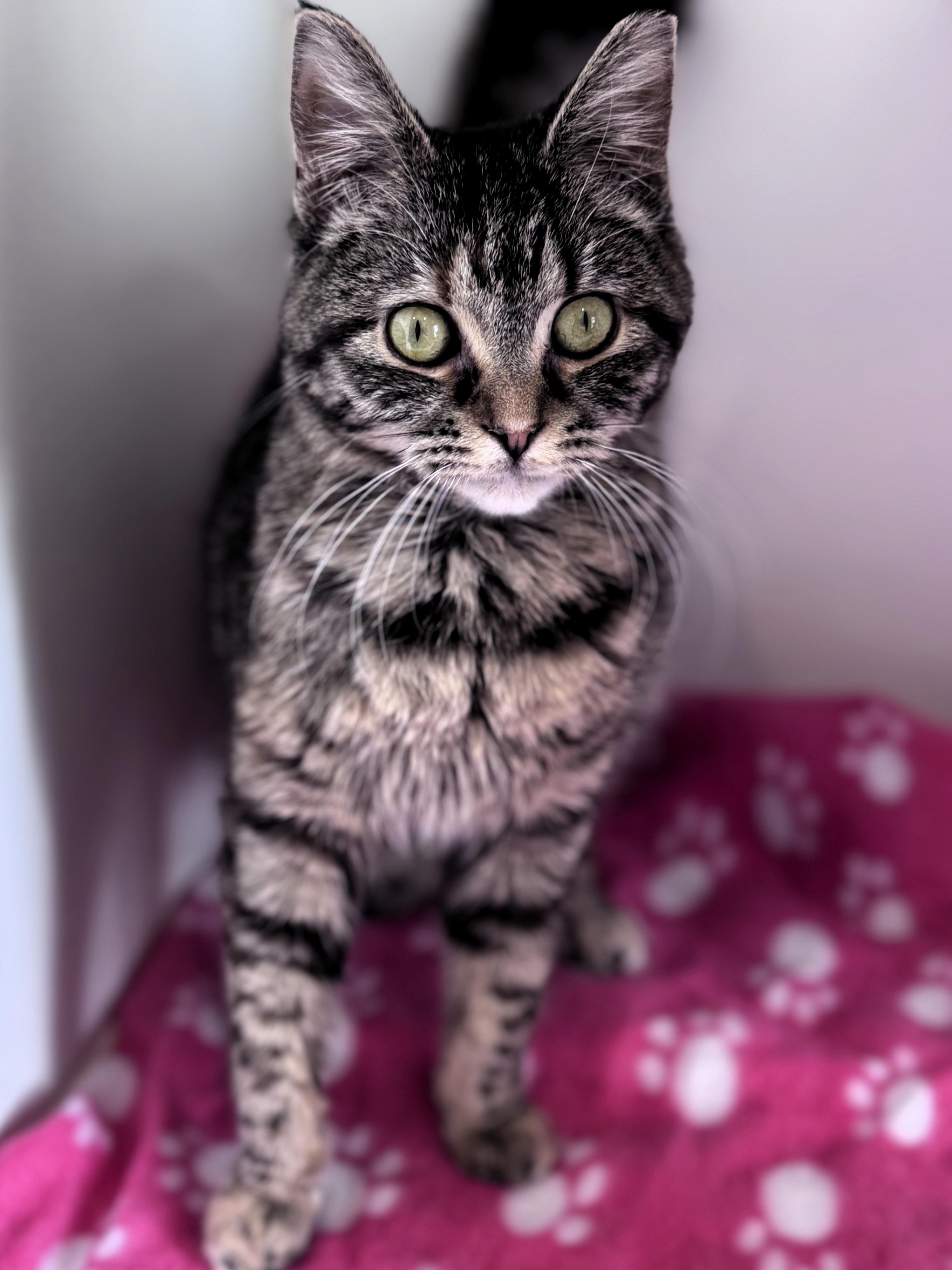 Enlarge Francine, an adopted Domestic Short Hair in Pekin, IL image 3/3