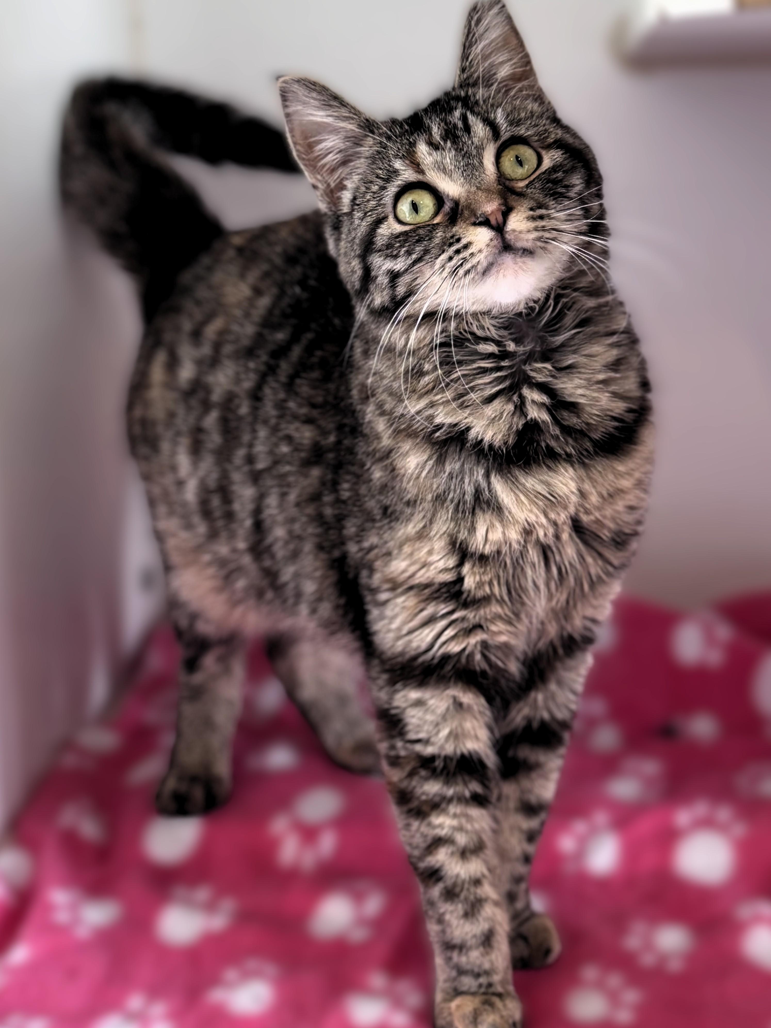 Enlarge Francine, an adopted Domestic Short Hair in Pekin, IL image 2/3