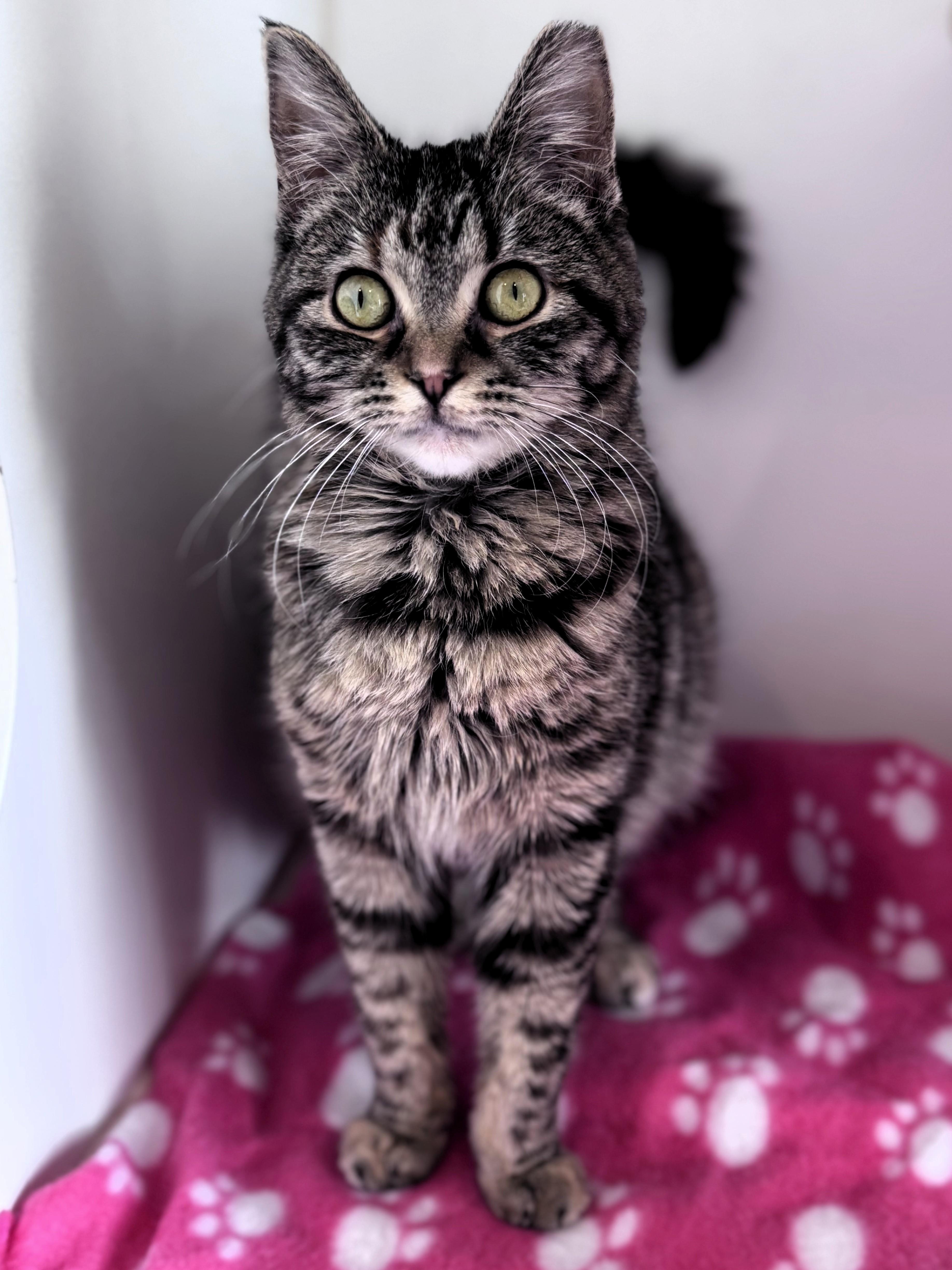 Enlarge Francine, an adopted Domestic Short Hair in Pekin, IL image 1/3