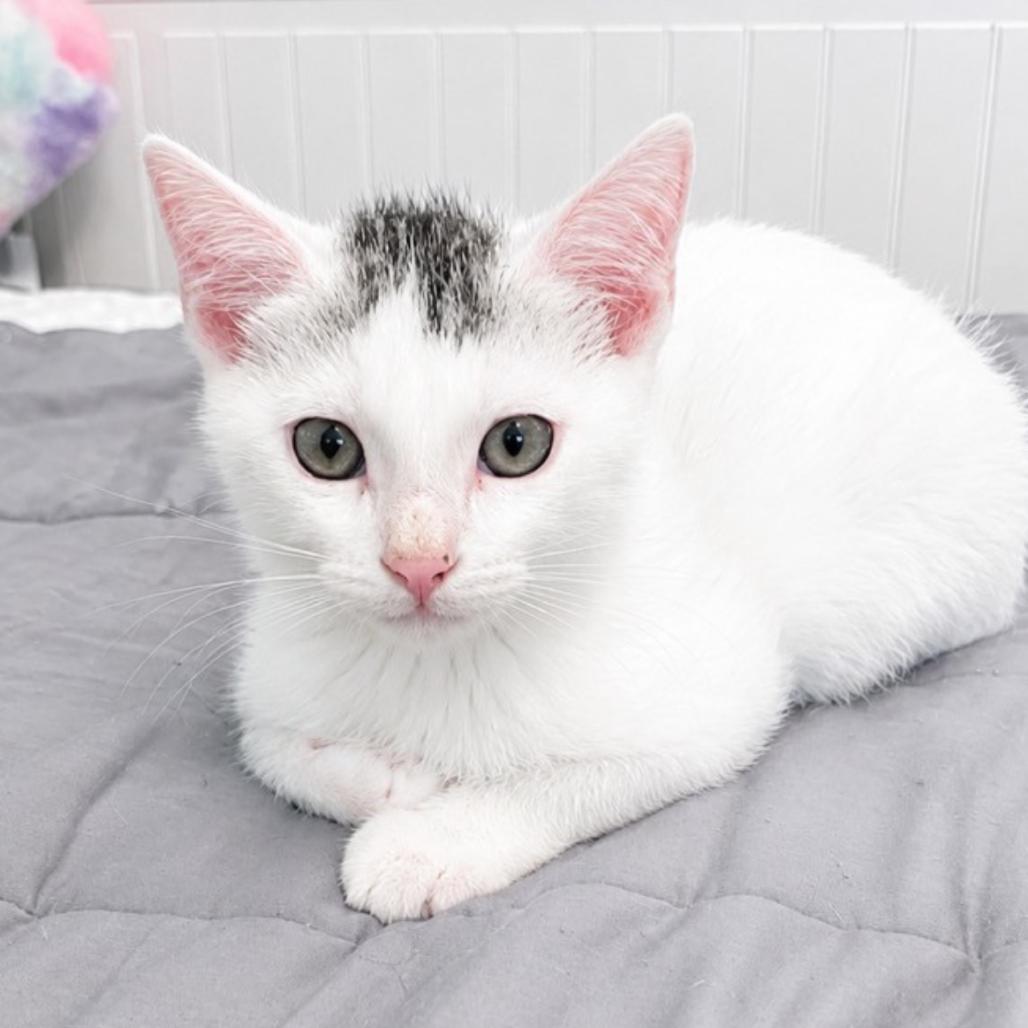Enlarge Alrighty Then, a Adoptable Domestic Short Hair in Westminster, CA image 1/1