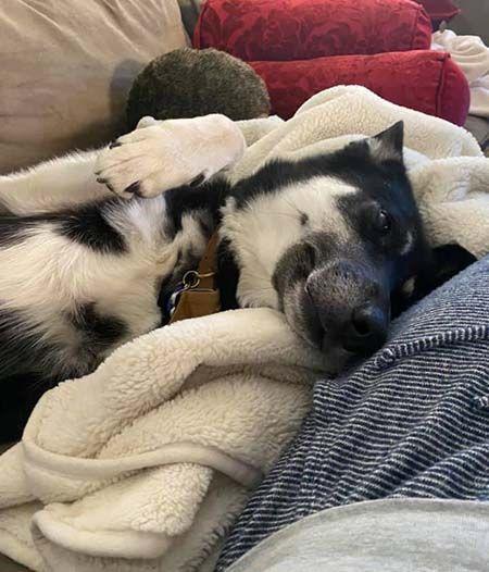 Lancer, Adoptable, Adult Male German Shepherd Dog & Husky.