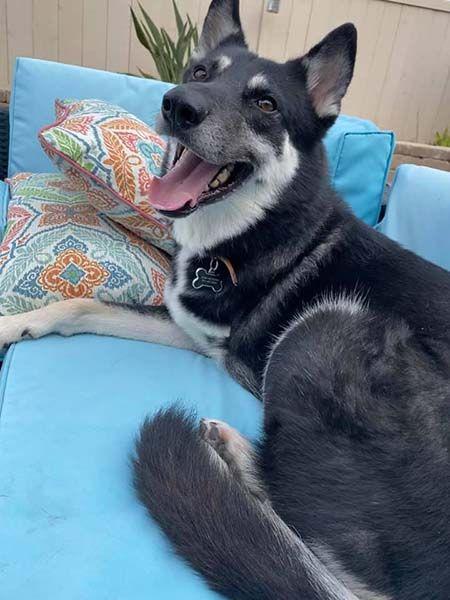 Enlarge Lancer, a Adoptable mixed breed in Irvine, CA image 2/3