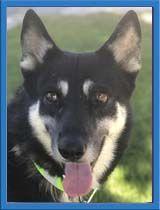 Enlarge Lancer, a Adoptable mixed breed in Irvine, CA image 3/3