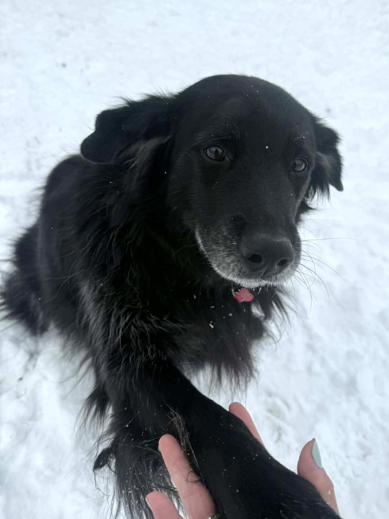 Dalton, an adopted Black Labrador Retriever in Onalaska, WI image 1/6
