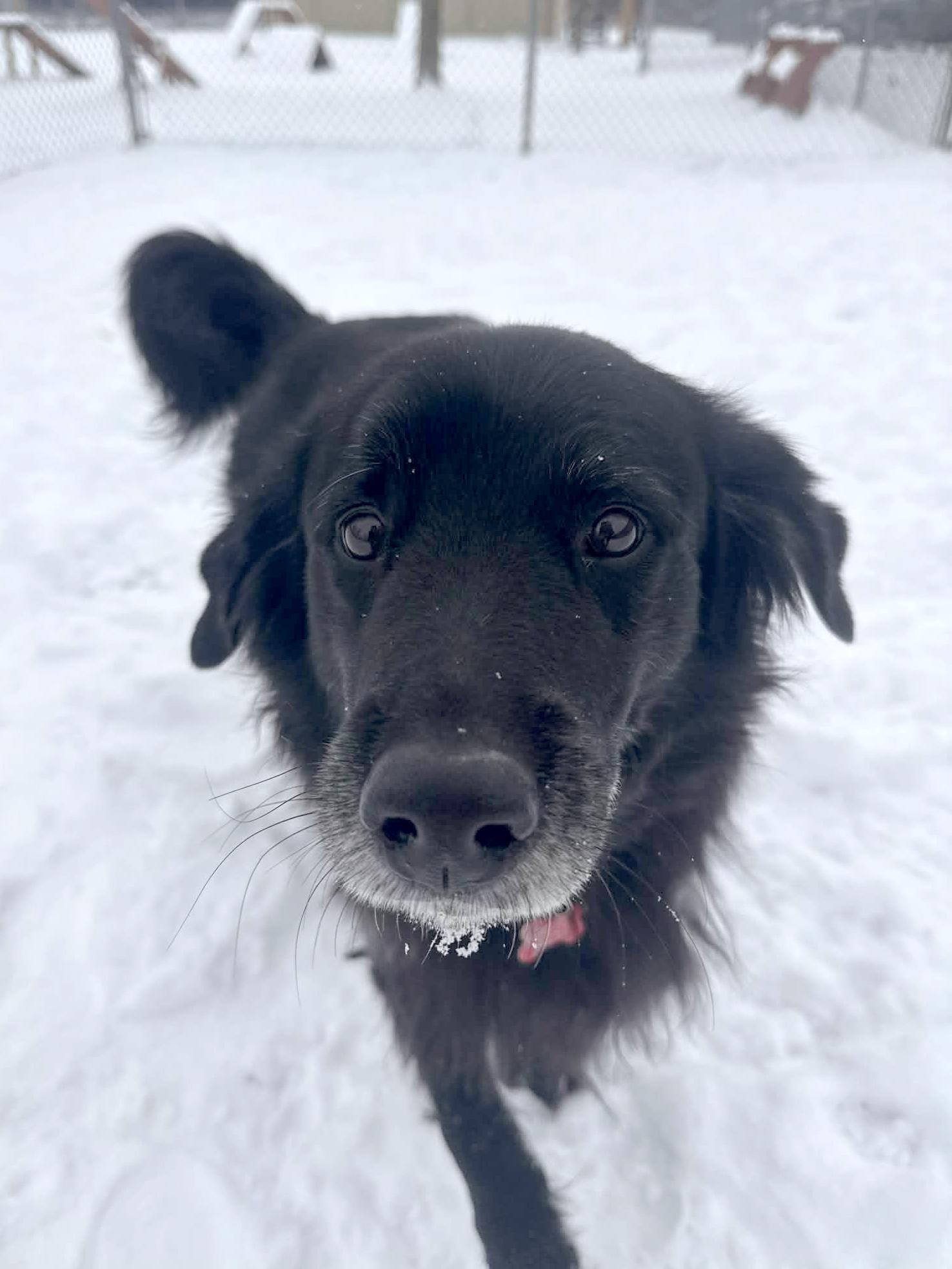 Dalton, an adopted Black Labrador Retriever in Onalaska, WI image 2/6