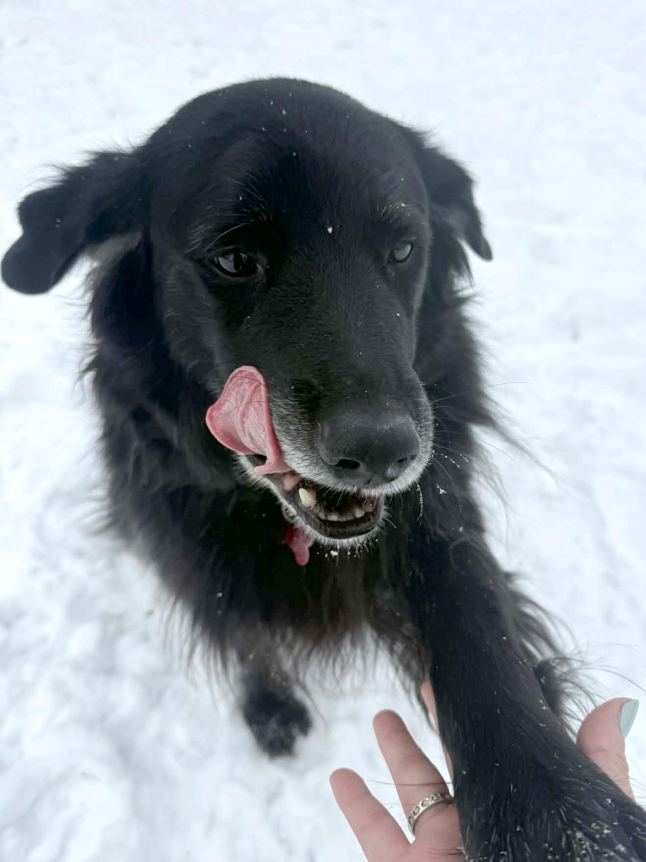 Dalton, an adopted Black Labrador Retriever in Onalaska, WI image 3/6
