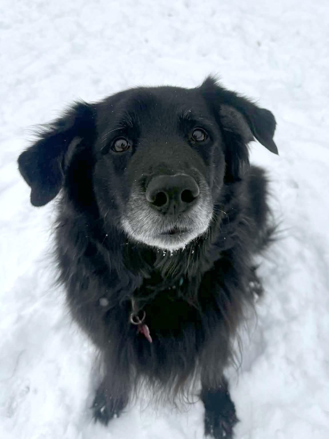 Dalton, an adopted Black Labrador Retriever in Onalaska, WI image 4/6