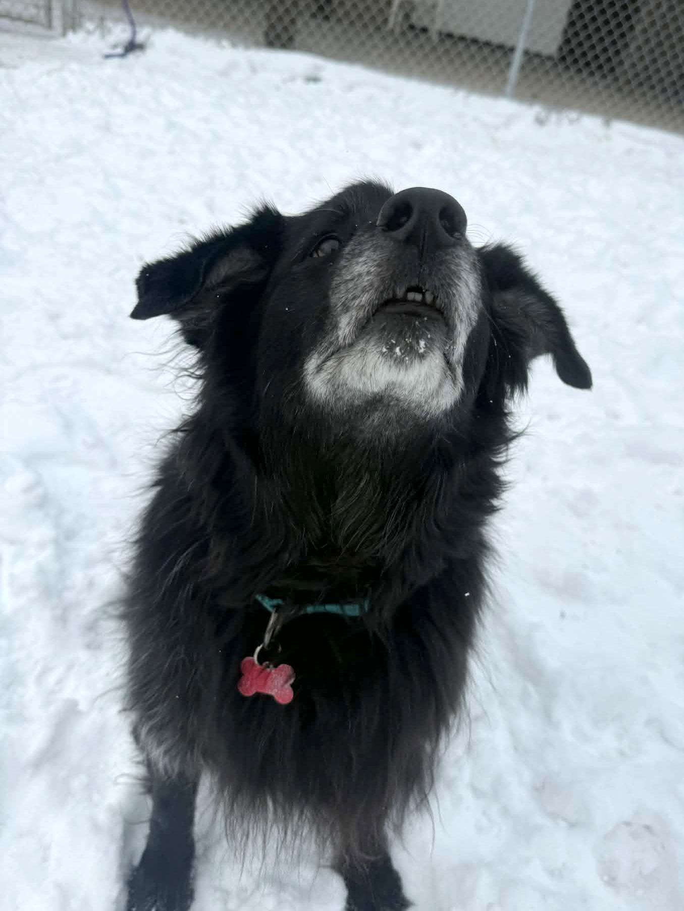 Dalton, an adopted Black Labrador Retriever in Onalaska, WI image 5/6
