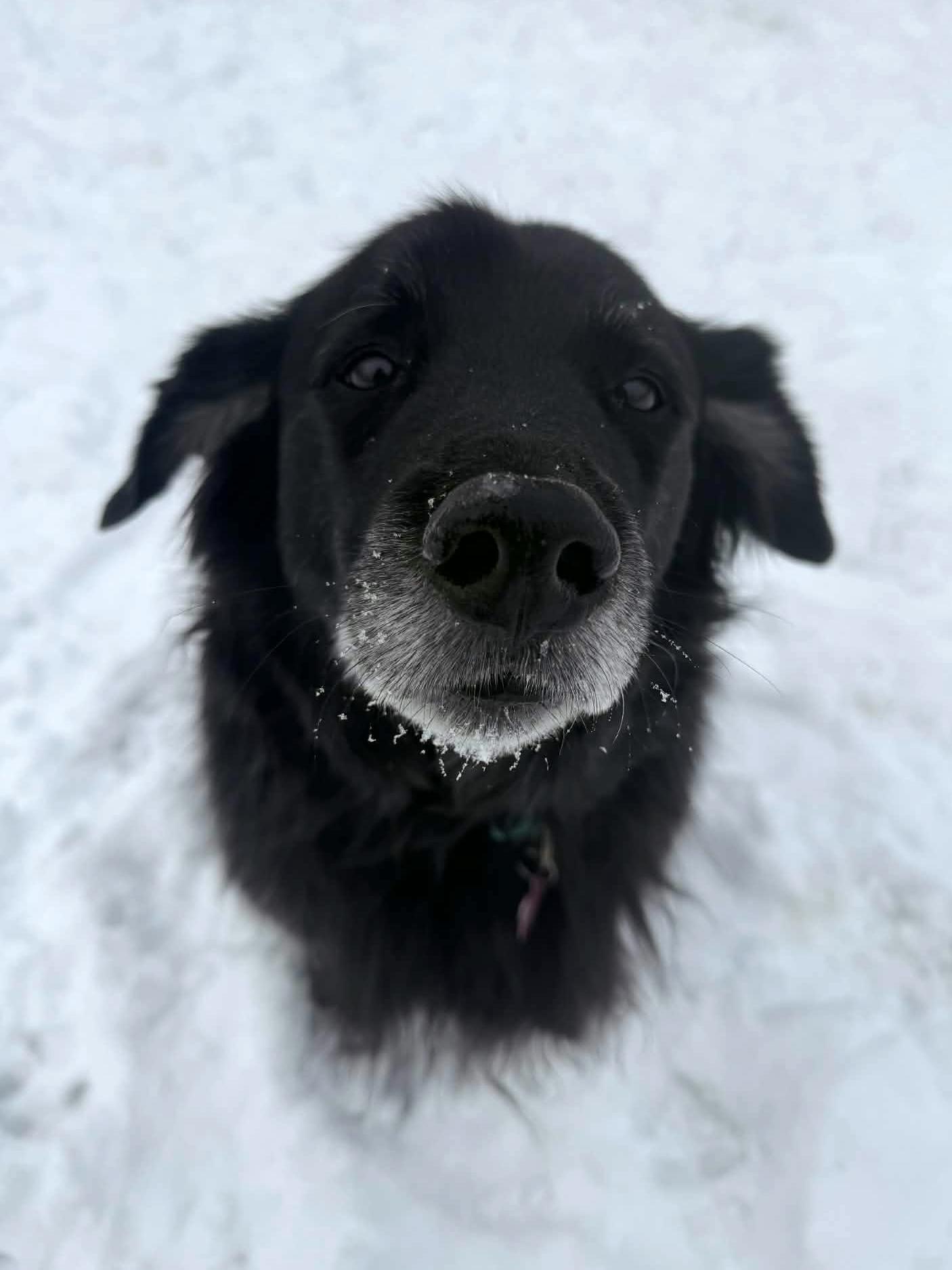 Dalton, an adopted Black Labrador Retriever in Onalaska, WI image 6/6