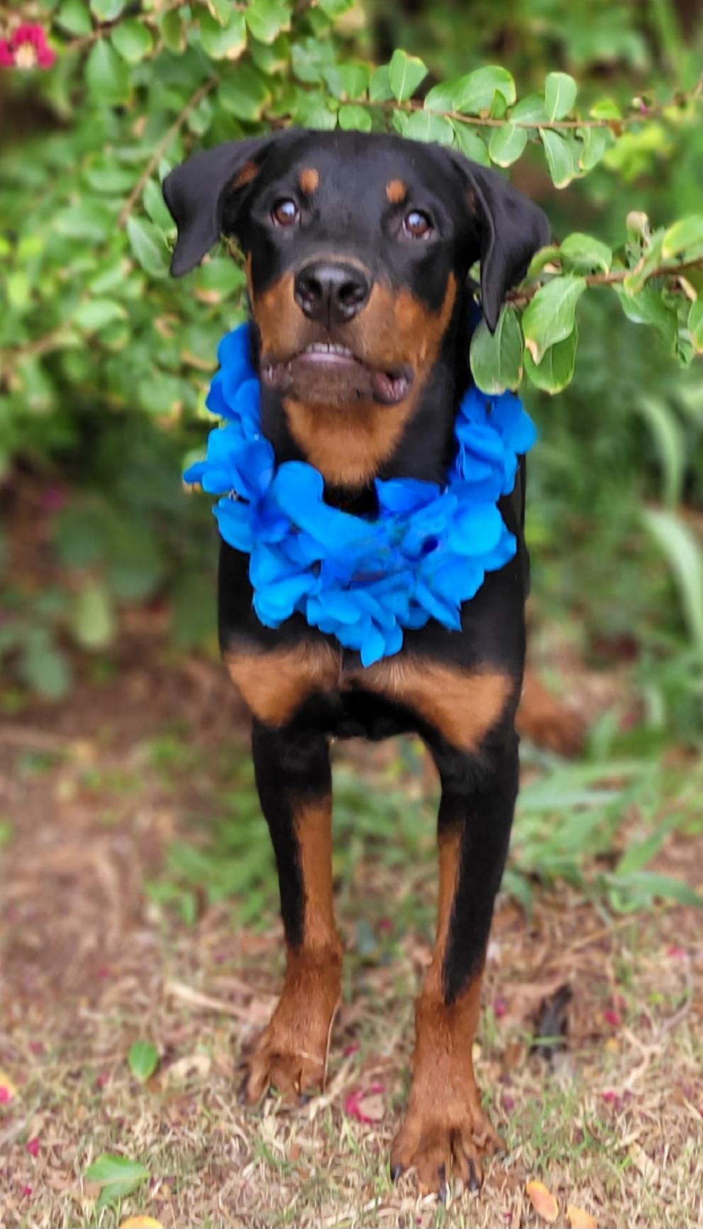 Wyatt, Adoptable, Young Male Rottweiler.