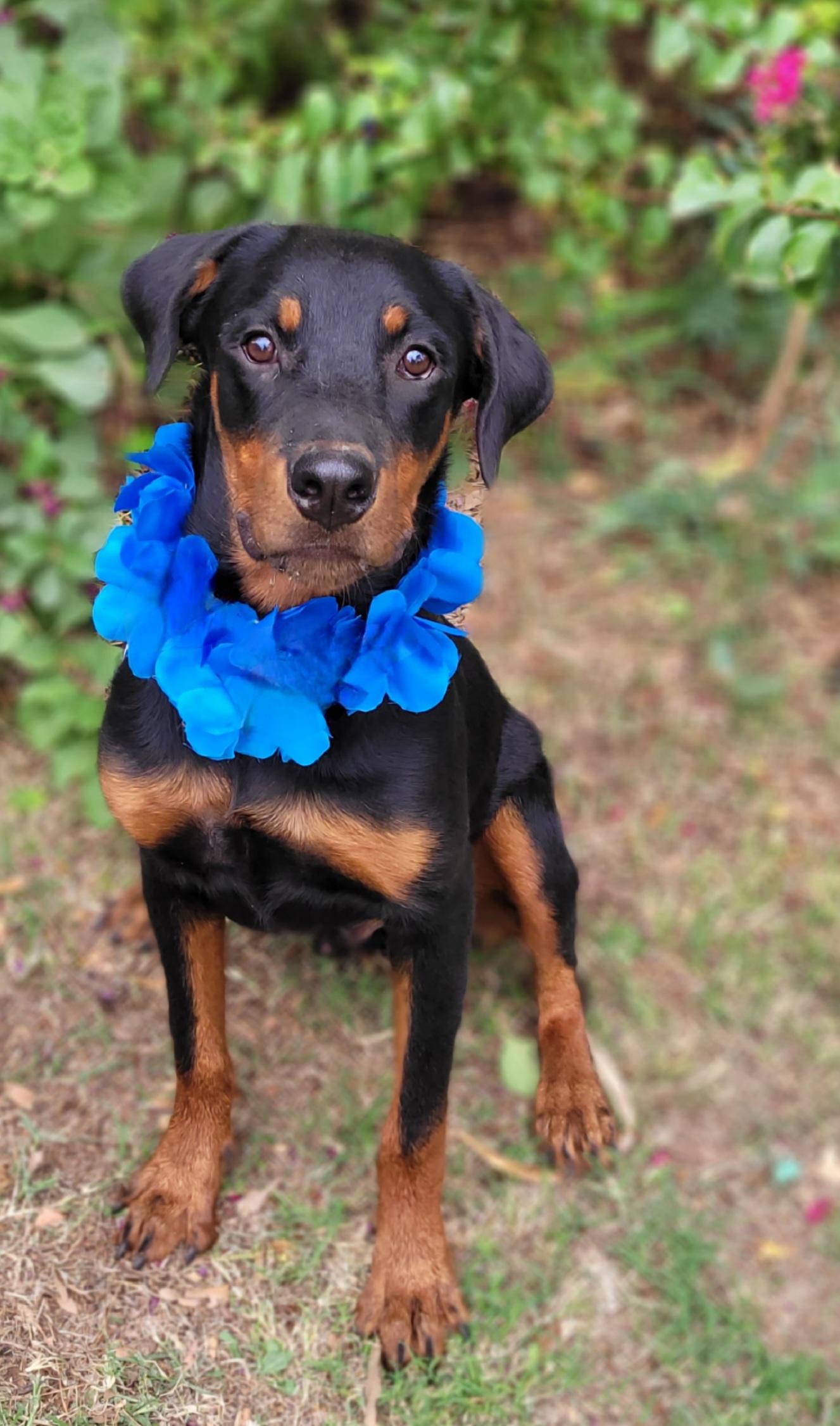 Enlarge Wyatt, a Adoptable Rottweiler in Vernon, TX image 2/2
